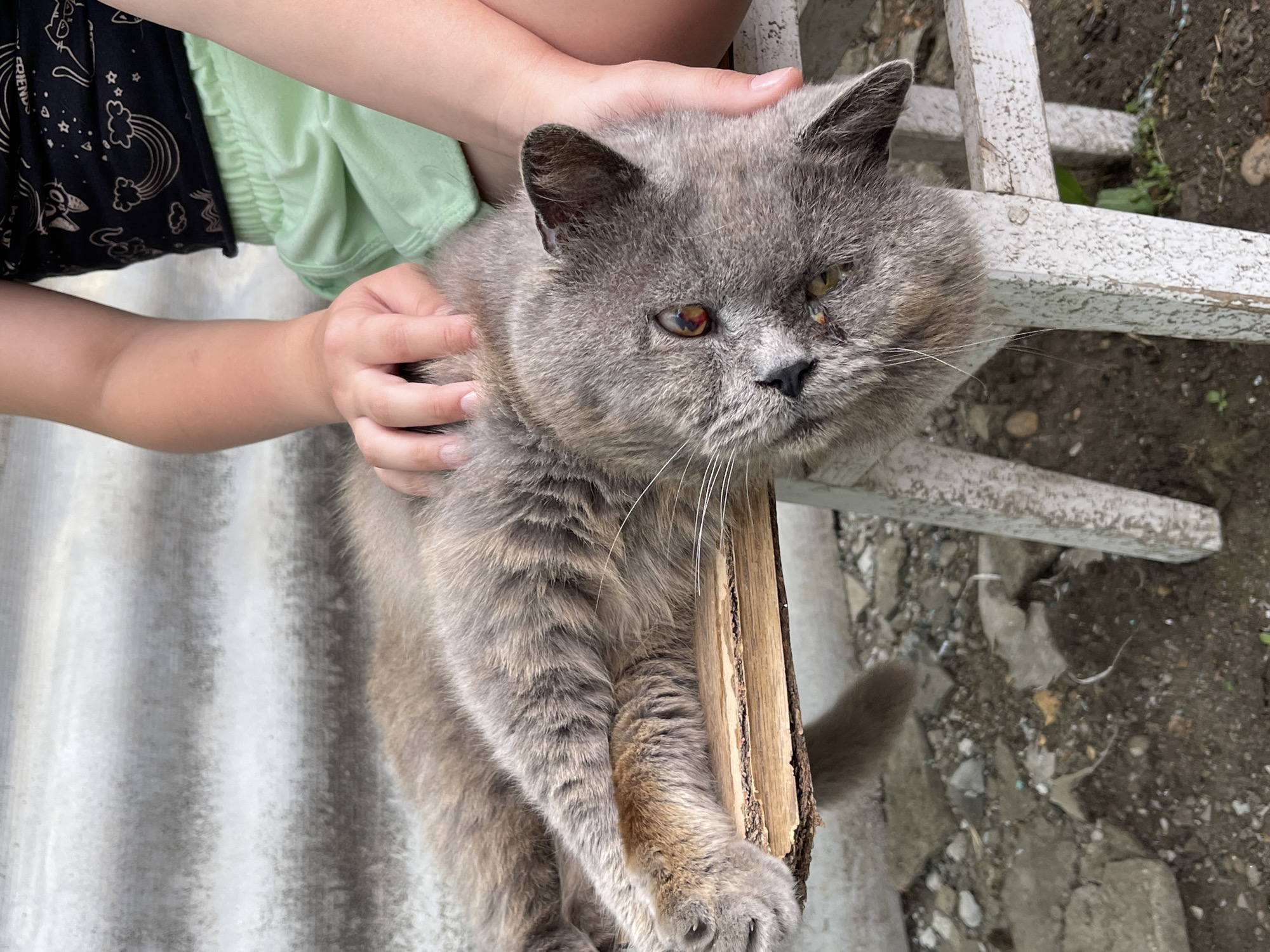 A person's hands are petting a gray cat lying on a wooden plank. The cat is positioned on its side, with its head turned towards the viewer. The person is wearing a black shirt with a graphic print and light green shorts. The scene appears to be outdoors, with a concrete wall or structure in the background and debris on the ground. The image is taken from a high angle, looking down at the cat.