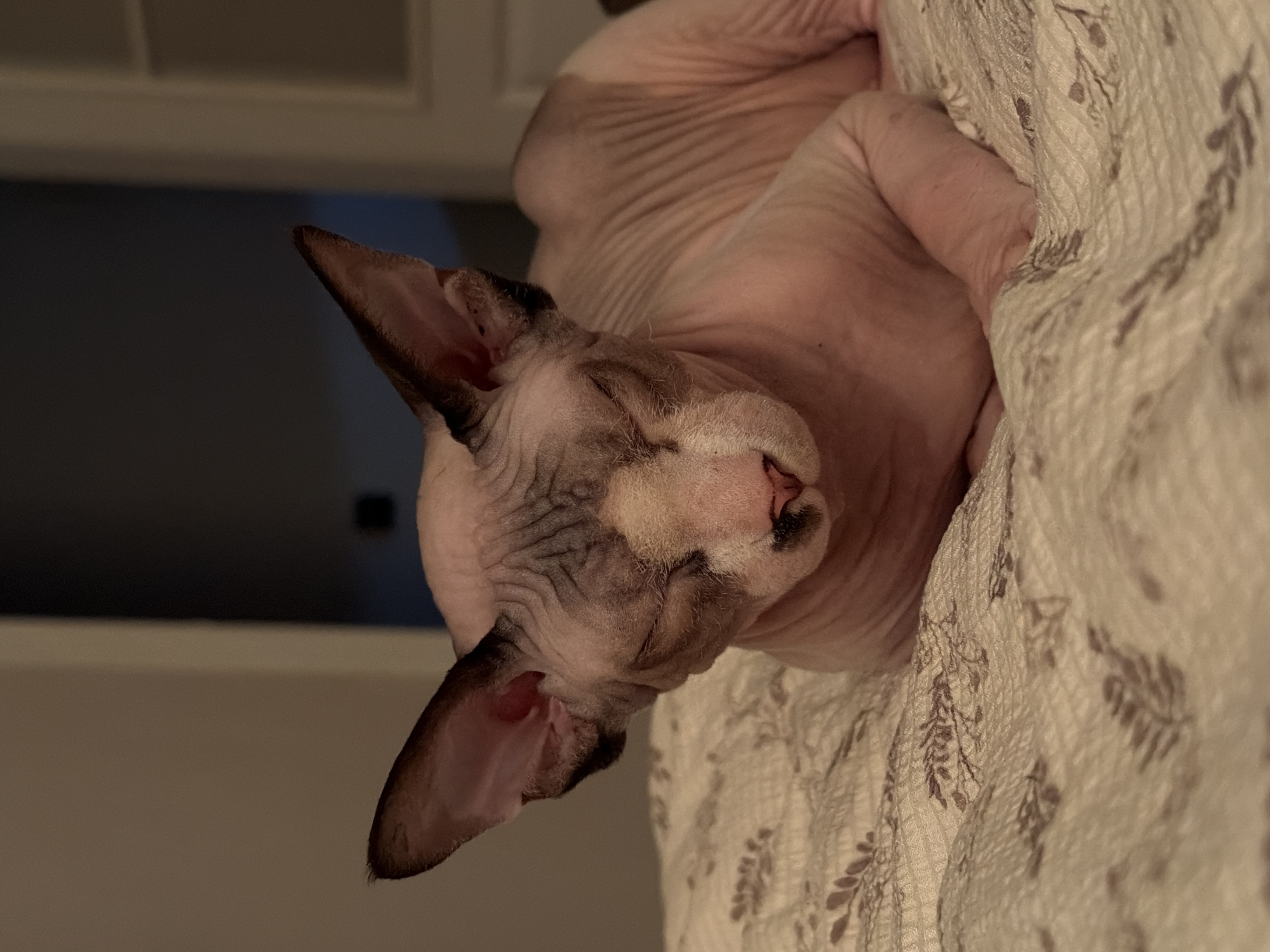 A hairless Sphynx cat with closed eyes is lying on a beige patterned blanket. The cat has wrinkled pink skin with dark markings on its head and ears. The background is blurred, showing a dark area and a wall.