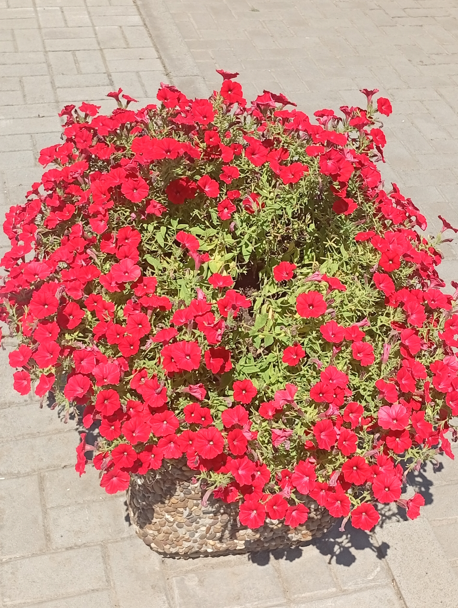 In Pokrov, Ukraine, a full planter of vibrant red petunias sits on a light gray paved walkway. The planter itself is round and covered in small, smooth stones of various light brown and beige hues. The flowers are dense, with many trumpet-shaped blooms and green foliage. The walkway appears to be made of rectangular paving stones laid in a repeating pattern. Sunlight casts distinct shadows from the planter and flowers onto the walkway, indicating a bright, sunny day. No people are visible in the scene.