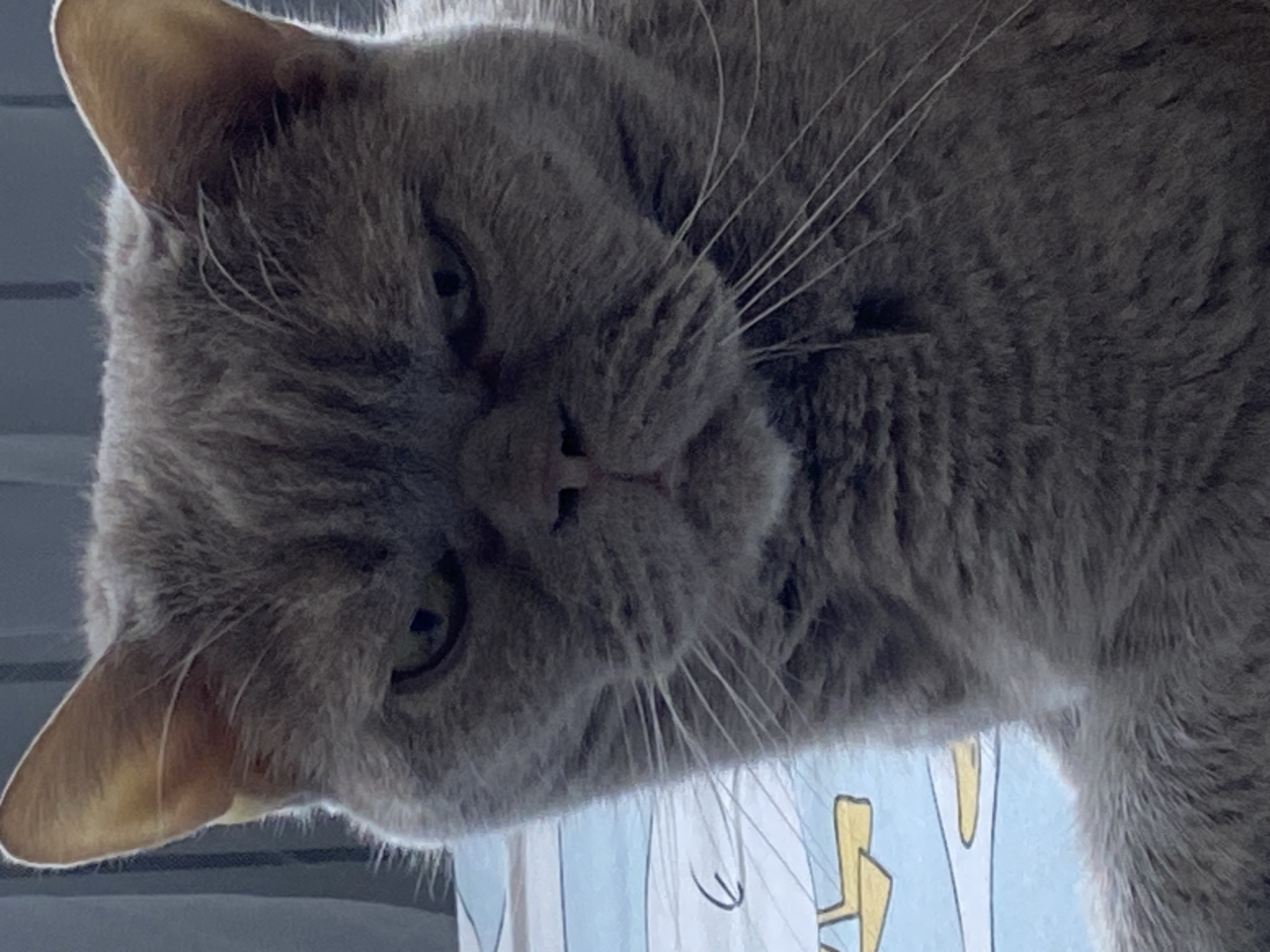 A close-up, head-and-shoulders shot shows a grey cat with its face turned slightly to the left. The cat's eyes are a yellowish-green and narrowed, giving it a stern expression. Its ears are pointed upwards, and its whiskers are fanned out. The cat's fur is short and appears soft. The background is out of focus and consists of a blue and white patterned surface, possibly a blanket or bedsheet, with some yellow shapes visible. The lighting is dim, casting shadows on the cat's face. The image appears to have been taken indoors.