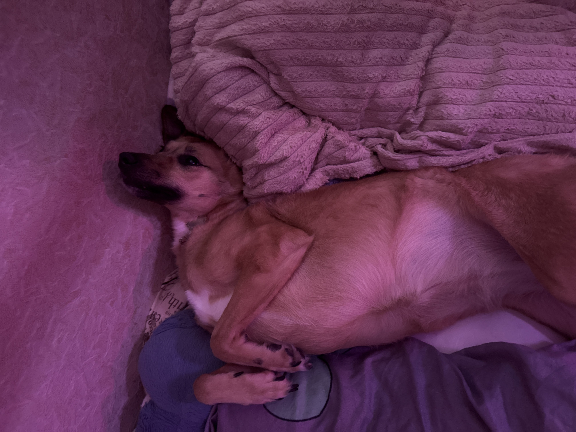 A tan and black dog is lying on its back on a bed. The dog is lit by purple lighting. The dog is surrounded by blankets. The image does not provide any information about the location in the city of Pudomyagi, Russia.
