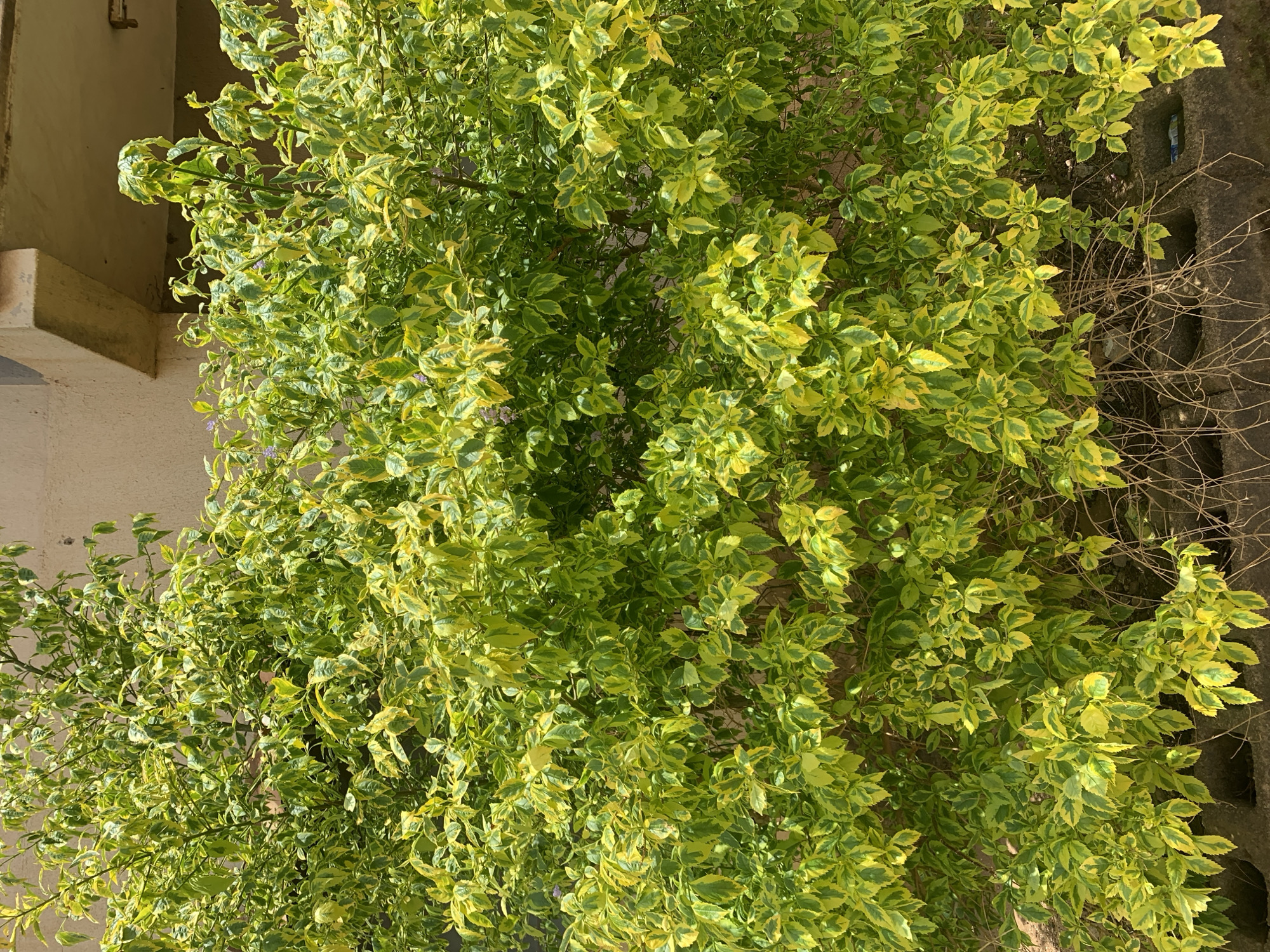 A view of a variegated green and yellow plant or shrub, possibly a hedge, is shown in the image. The plant is dense with leaves. To the left of the plant, a concrete structure is visible, partially obscured by the foliage. Bare branches extend from the plant towards the right. The image was captured in a location in Rafin Par, Nigeria.