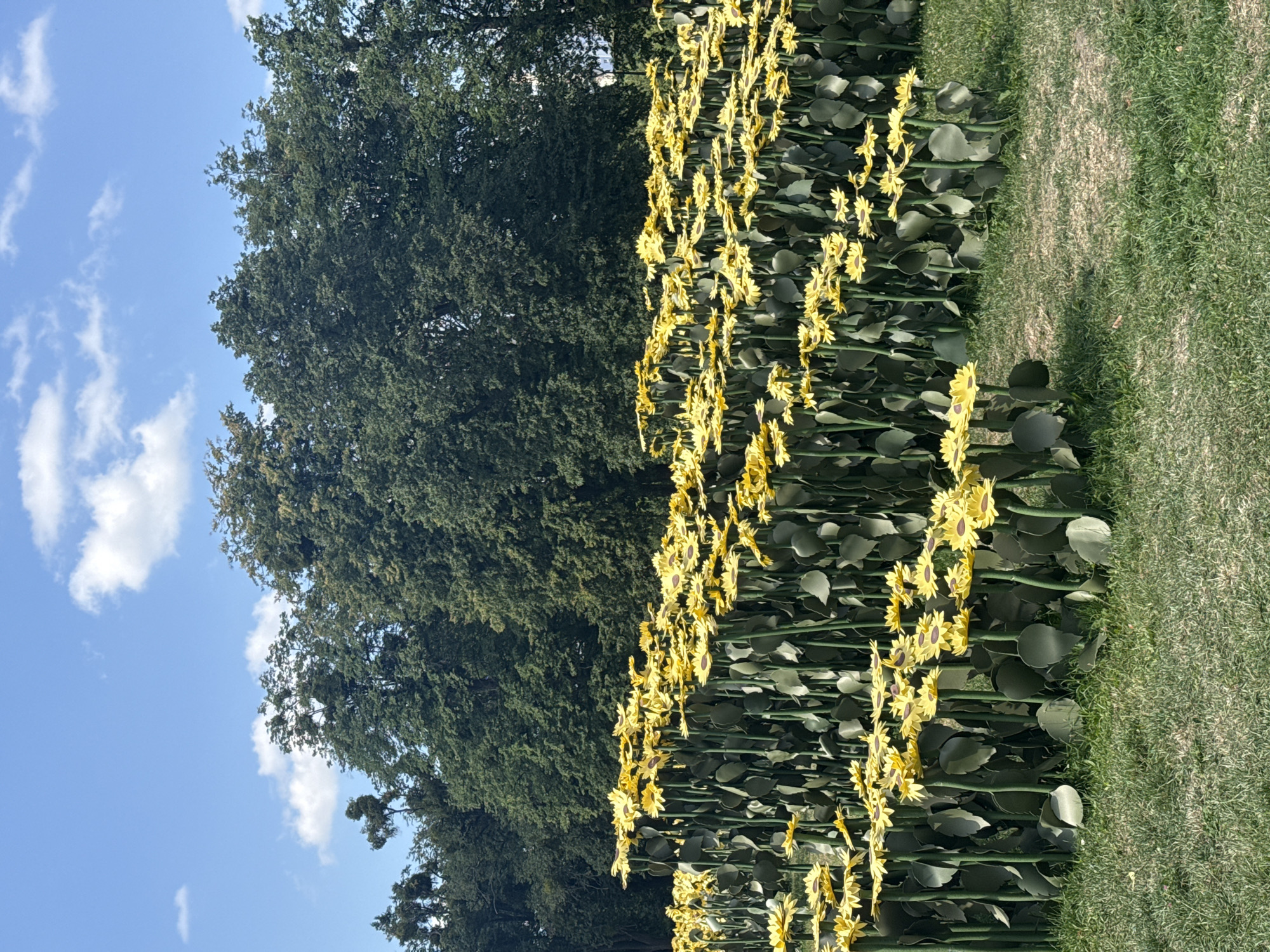 The image shows a field of large, artificial sunflowers with yellow petals and dark centers, set against a backdrop of lush green trees under a blue sky with scattered white clouds. The sunflowers are arranged in dense rows, with their tall green stalks and large leaves forming a wall of flowers. Some of the sunflowers are tilted, giving the impression of movement or a gentle breeze. The foreground consists of a well-maintained grassy lawn. The scene appears to be a park or garden setting. This installation is located in the territory of the National Complex "Expocenter of Ukraine" (VDNH) in Kyiv, Ukraine.