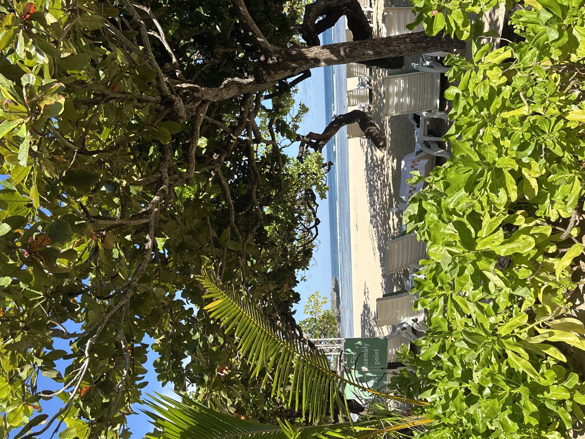 The scene is a beach in Nusa Dua, Indonesia, viewed through trees. The beach has light-colored sand and blue water. White lounge chairs line the beach. A sign reads "Fire Assembly Point". The trees framing the view have green leaves and brown branches.