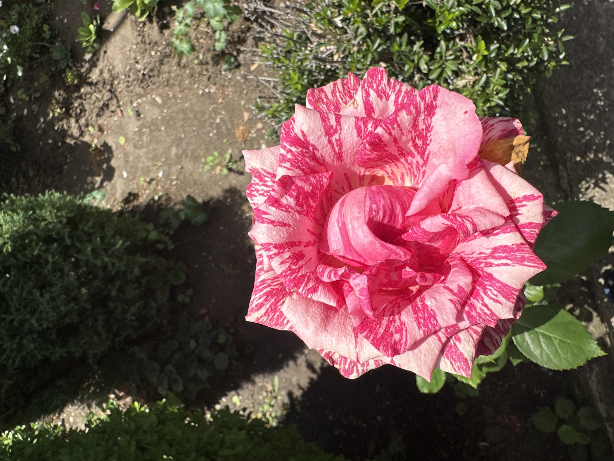 A close-up, overhead shot of a pink and white striped rose in full bloom is captured in Marten, Bulgaria. The rose is the central focus, with its petals unfurling in a vibrant display of color. Behind the rose, a garden scene unfolds with lush green foliage and dry, brown soil. Shadows from unseen trees cast dappled patterns across the ground, suggesting a sunny day. The overall impression is one of natural beauty, with the rose standing out as a striking specimen against its verdant backdrop.