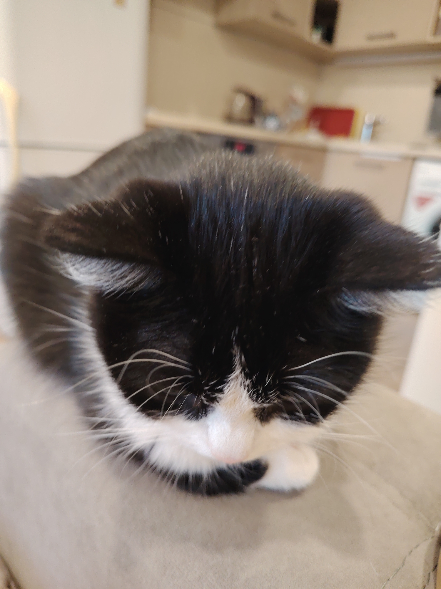 A close-up, slightly blurry, eye-level shot focuses on the head and upper body of a black and white cat. The cat is resting, with its head bowed, obscuring its eyes. Its black fur is sleek, with white fur around its muzzle, chest, and paws. Long, white whiskers fan out from its nose. The cat is positioned on a textured, light brown surface, possibly a sofa or chair. The background is a kitchen setting with light-colored cabinets and countertops. A red cutting board and a kettle are visible on the countertop. The lighting suggests it is daytime indoors.