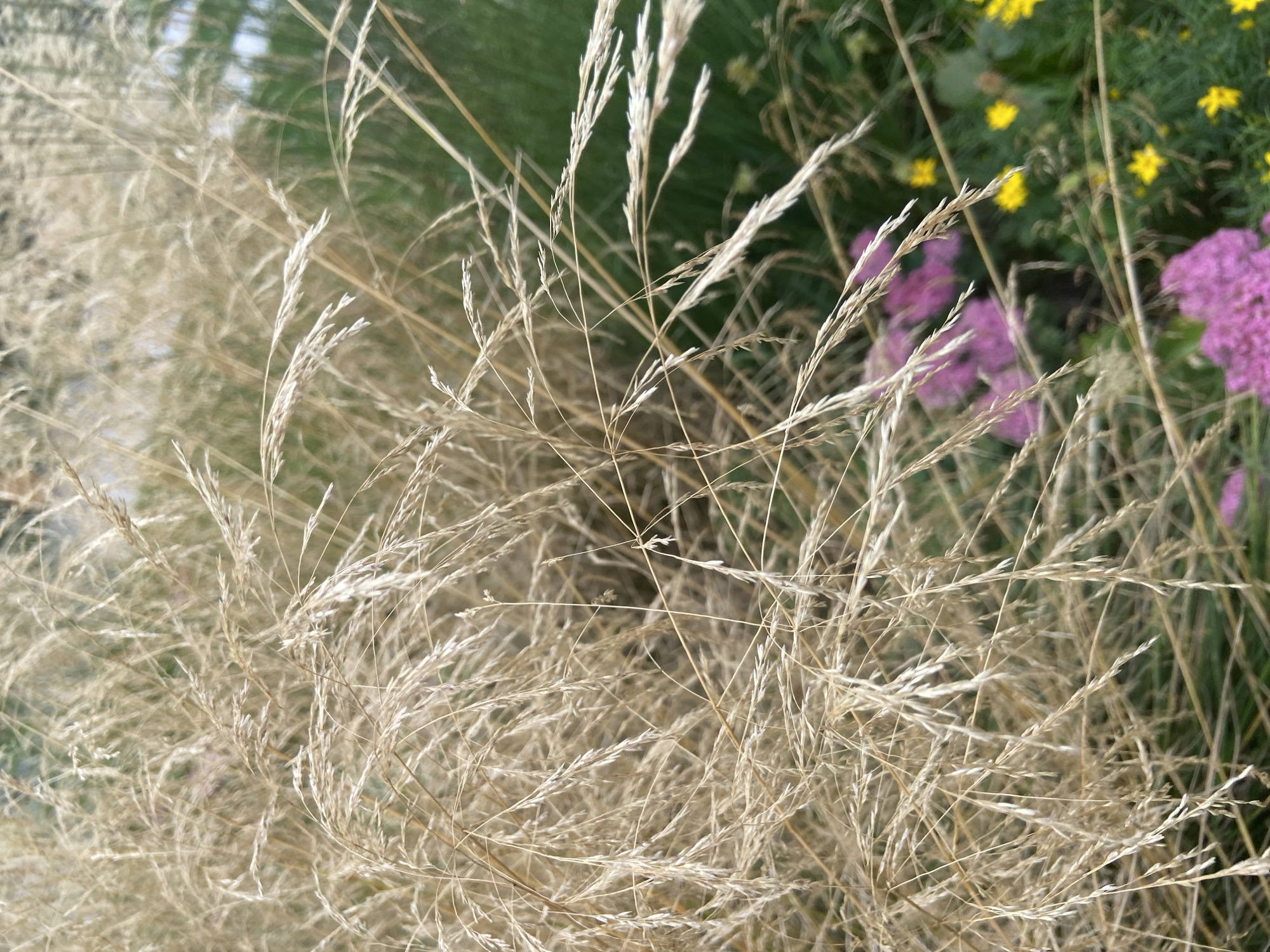 The image depicts a close-up view of dry, golden ornamental grass. In the background, out of focus, are clusters of pink and yellow flowers, along with green foliage. The scene suggests an outdoor setting, likely a garden or park in Balashikha, Russia. No people or animals are visible.