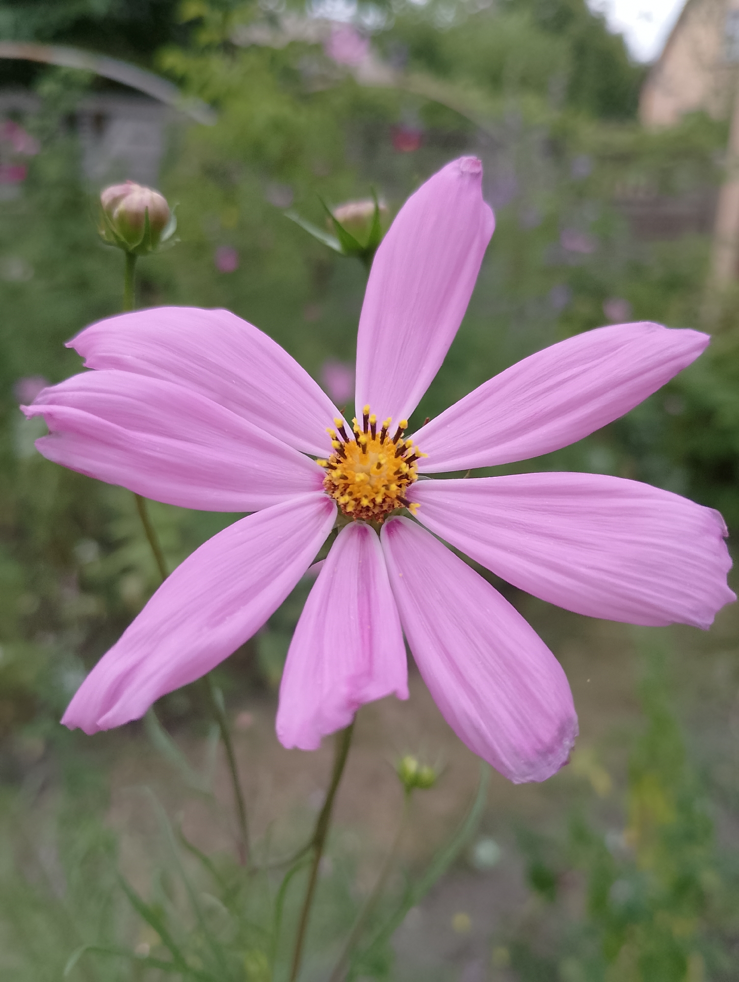 A close-up, vertical shot focuses on a single, light pink cosmos flower with delicate, pointed petals radiating from a yellow center. The flower is in the foreground, with a soft, blurred background of greenery and a hint of a building. To the left of the flower, a small, green bud is visible. The lighting suggests an overcast day, casting a soft glow on the petals. The scene appears to be an outdoor garden or park in Ukraine, given the context provided.
