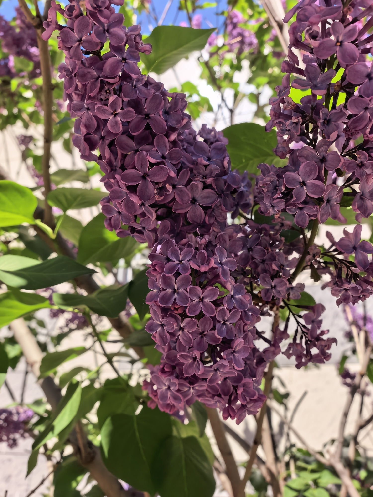 The image features clusters of purple lilac flowers in full bloom, with green leaves interspersed among the branches. The background includes a glimpse of the sky and a light-colored wall. The setting appears to be outdoors, likely a garden or park in an urban area. There are no people visible in the frame. Specific details to identify the location in Sterlitamak are not discernable.