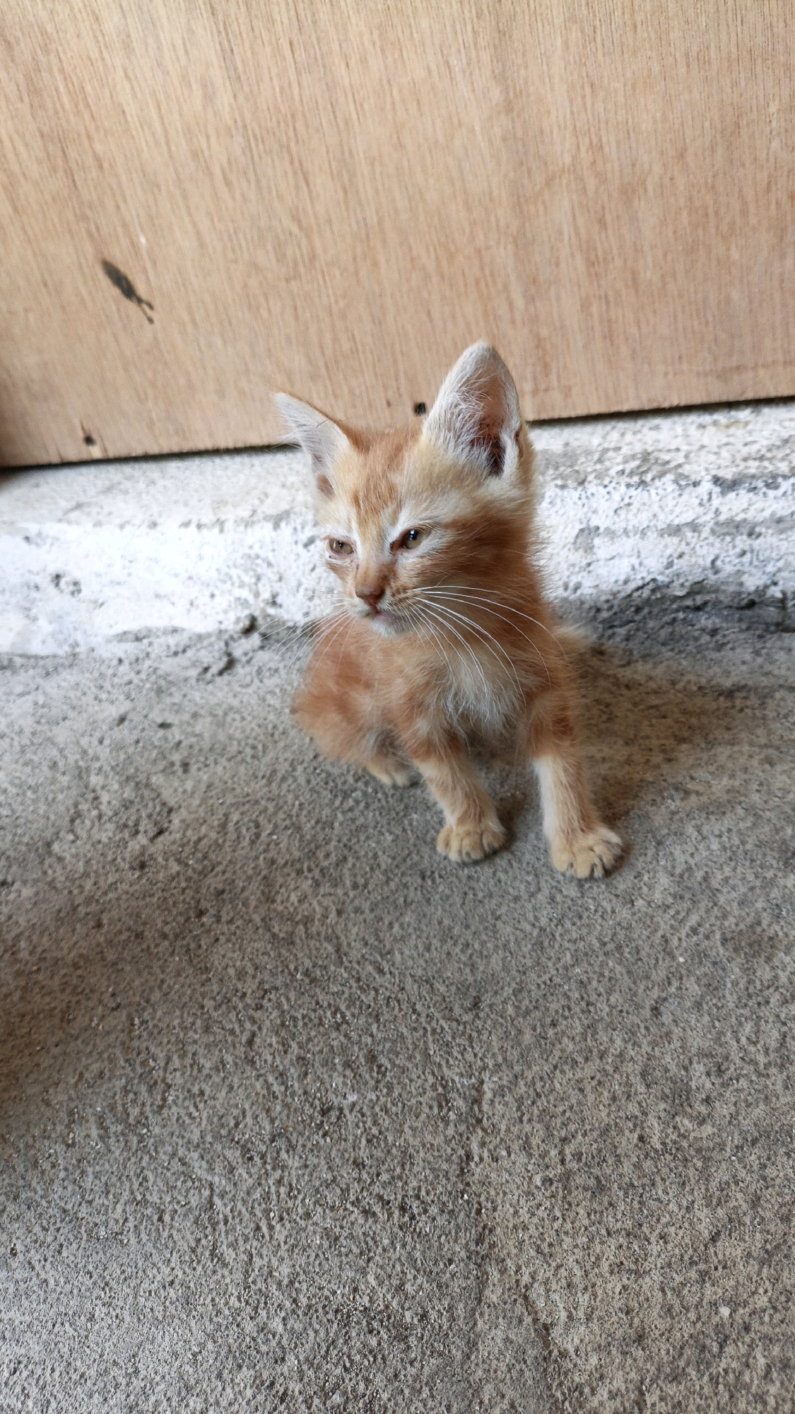An orange tabby kitten sits on a rough concrete surface in front of a wooden panel. The kitten is facing left with its head slightly turned towards the viewer, its eyes are open and looking to the side. Its ears are pointed upwards, and its whiskers are prominent. The kitten's fur is short and appears slightly ruffled. The concrete is a neutral gray, with visible texture and some small debris. The wooden panel behind the kitten is a light brown color with visible grain and a dark mark on its surface. The scene appears to be outdoors or in an area with natural light. No specific location in Cikal, Indonesia can be determined from the image.
