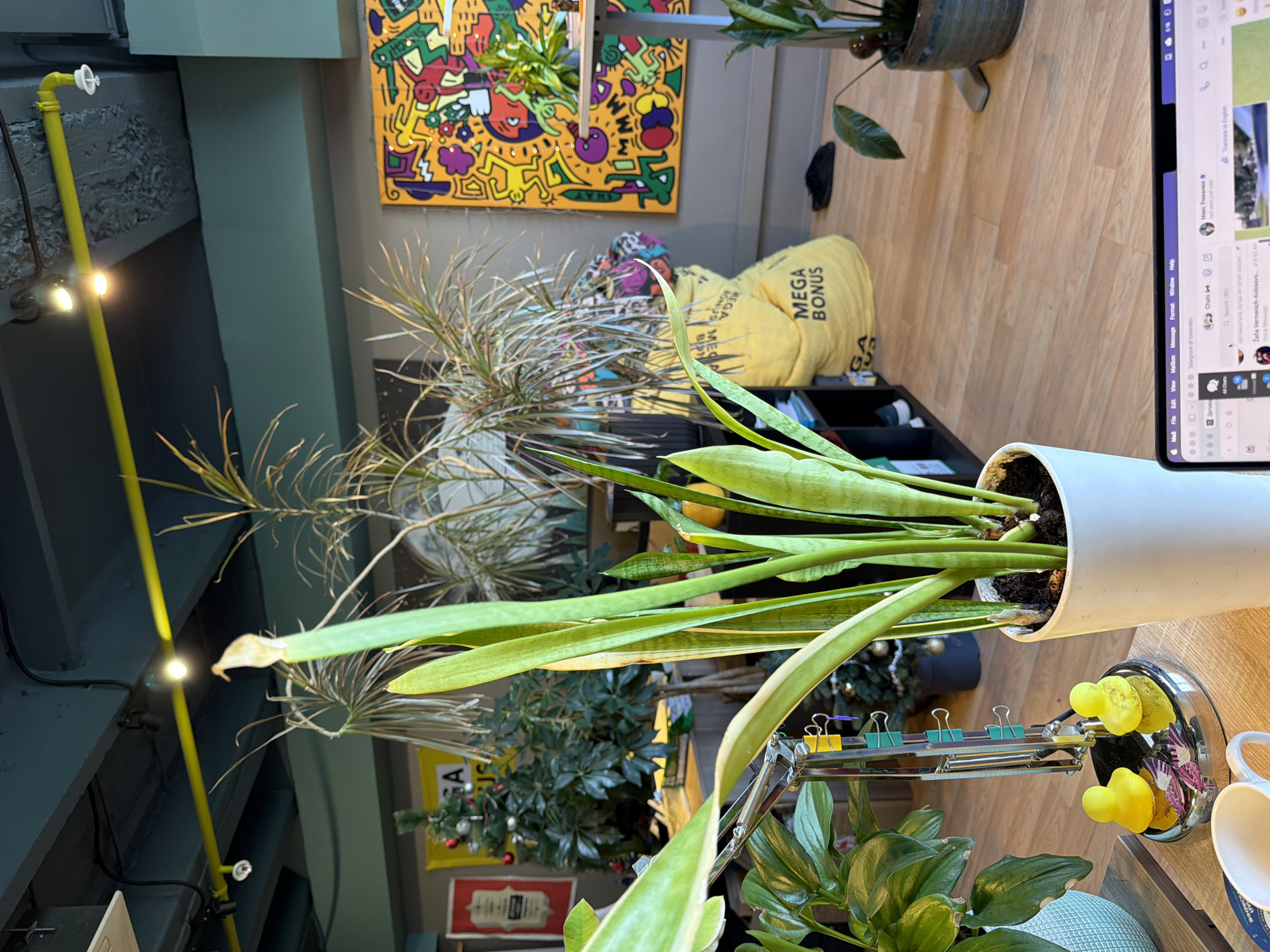 This image captures an indoor scene, likely a modern office or creative workspace, in Saint Petersburg, Russia. The setting features light wooden flooring and dark gray walls, with a vibrant and eclectic aesthetic.
Numerous houseplants are prominent, contributing to a lush environment. In the foreground on the right, a large snake plant (Sansevieria) in a white pot extends its upright leaves. Another plant with spiky, delicate leaves occupies the mid-ground, while smaller leafy plants are visible in the lower right, one in a light blue textured pot. A small, decorated Christmas tree is partially visible behind some plants, adding a festive touch.
The background features a striking pop-art style painting on the wall, reminiscent of Keith Haring's work, with cartoonish, colorful figures on a yellow background. Faint text like "SHAY" and "NO" can be seen on it. Below the painting, a black shelving unit holds various items, and a yellow bag or beanbag imprinted with "MEGA BONUS" is casually placed. A dark piece of clothing lies on the wooden floor nearby.
On the left side of the image, a bright yellow industrial-style pipe runs vertically, adorned with small spotlights. A power cable is attached to the pipe.
A laptop or monitor screen dominates the right side of the frame, displaying the Telegram messenger application. Visible text on the screen includes chat names like "Žeña Vermenich-Kolosovs" (with a "9:42 AM" timestamp) and "Макс Романюк" ("last seen just now"), along with Russian text that appears to be part of a message or chat description: "слашаться, когда он хочет сказал". The top right corner of the screen shows "5:10". Standard menu bar options like "Mail File Edit View Mailbox Message Format Window Help" are also visible.
On the wooden surface in the foreground, next to the snake plant, a white ceramic mug, a chrome-based desk accessory with two yellow, push-pin-like figures, and a metal clamp stand with colorful binder clips are present. The overall impression is a vibrant, personalized, and functional space with a strong emphasis on indoor greenery and modern decor.