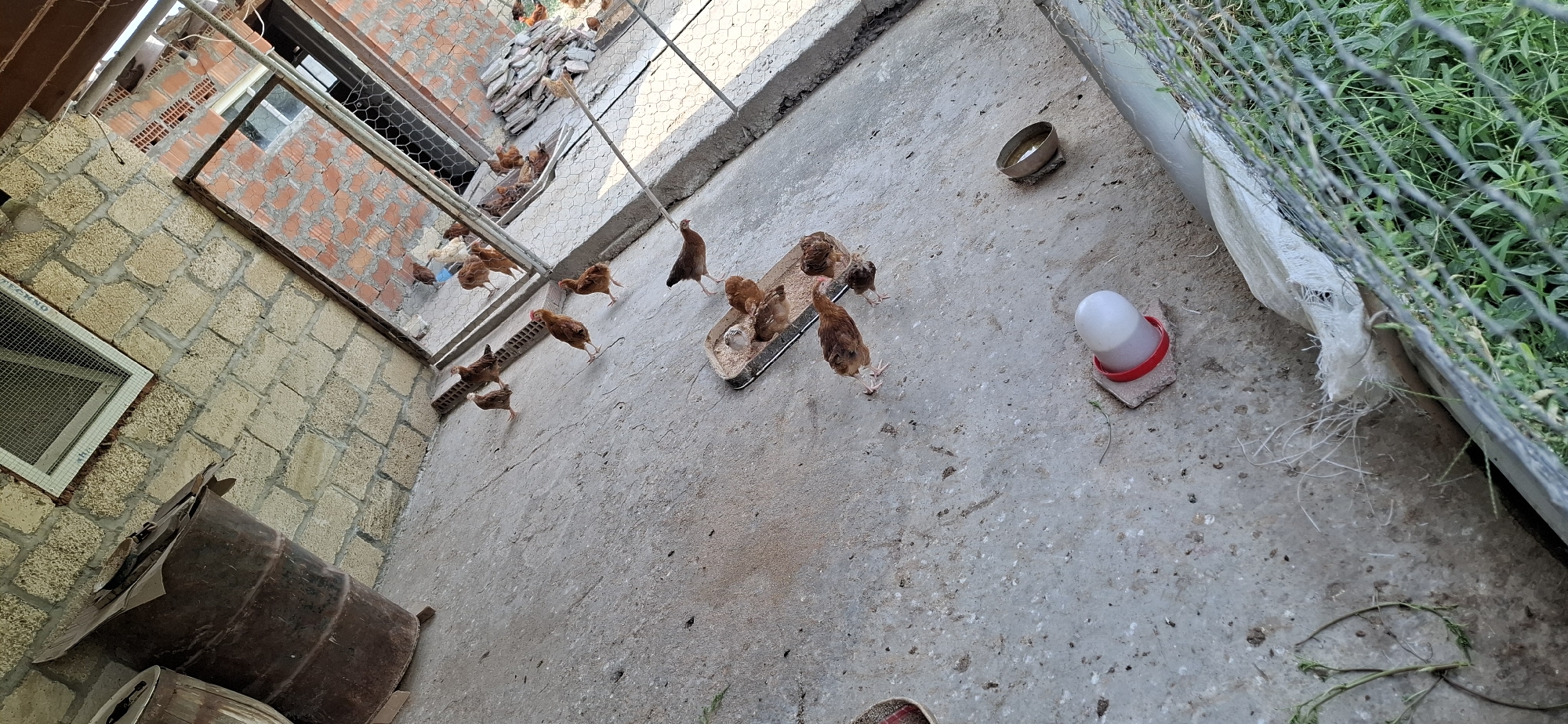 This image depicts an outdoor enclosure with several chickens. The enclosure appears to be constructed with brick walls and wire fencing. The ground is concrete. Several chickens are visible, some are scattered around the enclosure, and others are gathered around a feeding trough filled with what appears to be feed. A water dispenser for the chickens is also present. In the background, there are large metal barrels and what looks like construction materials. The scene is well-lit, suggesting it is daytime. The location is identified as Yuxarı Salamabad, Azerbaijan.
