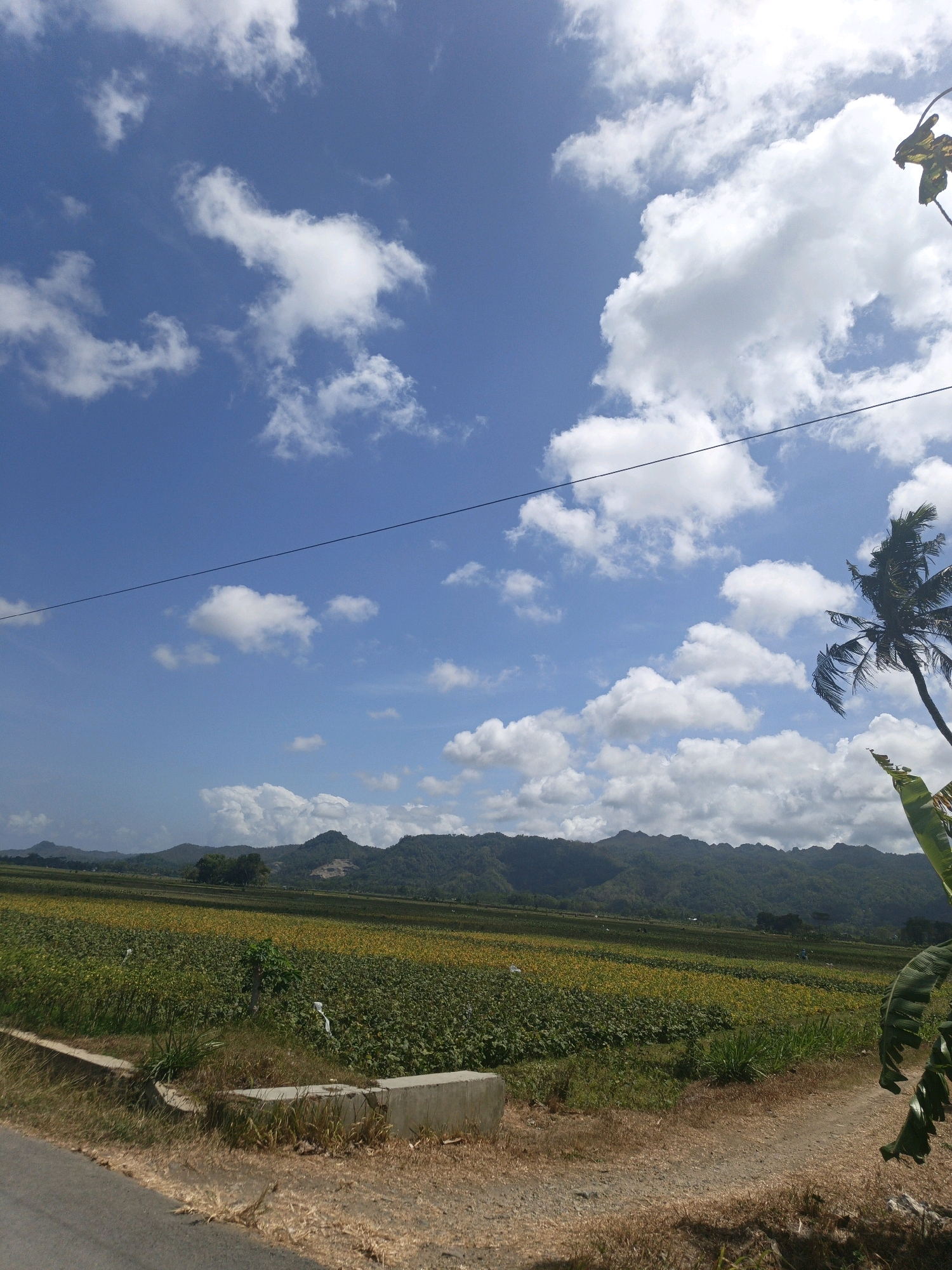 The image depicts a rural landscape in Kamulyan, Indonesia, under a partly cloudy sky. A vast field of crops, appearing as a patchwork of green and yellow, stretches towards a range of low, tree-covered mountains in the distance. A paved road runs along the bottom left of the frame, bordered by dry grass and some concrete structures. A single power line cuts diagonally across the upper portion of the sky. On the right side of the image, the fronds of a palm tree and a banana plant are visible, framing the scene. No people are discernible in the image. The overall impression is one of a serene, agrarian environment.
