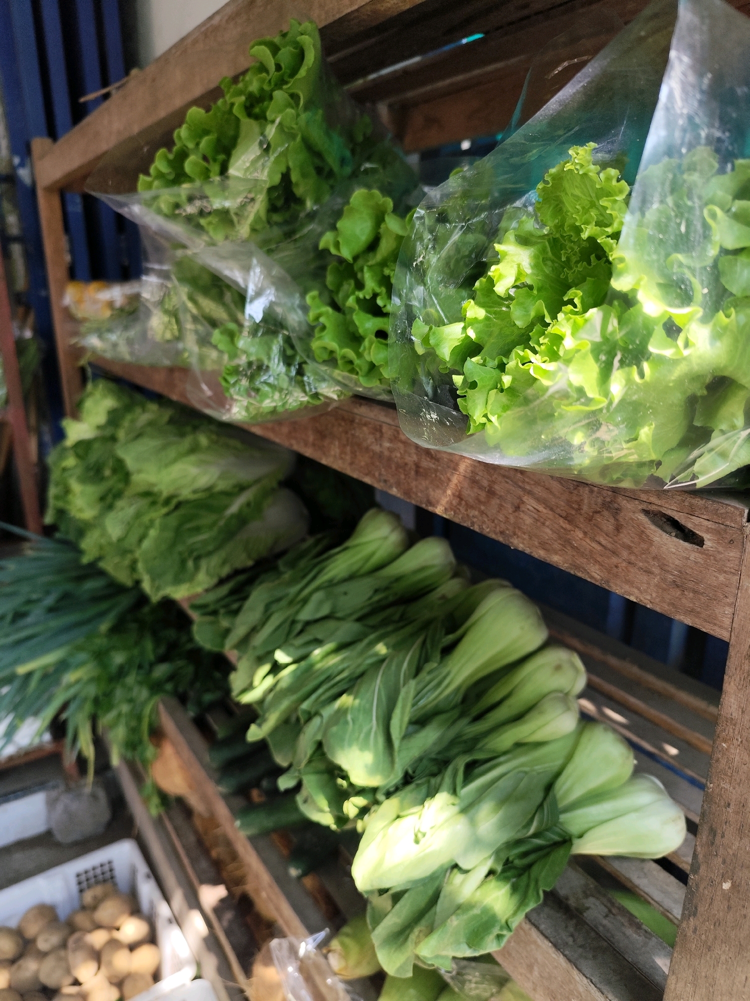 In the city of Bambang Lipuro, Indonesia, a close-up, eye-level shot captures a display of fresh vegetables arranged on wooden shelves. The primary focus is on the produce, with a shallow depth of field blurring the background.
On the top shelf, two plastic-wrapped bunches of bright green, curly lettuce are prominently featured. The plastic packaging is slightly crinkled, and the lettuce leaves are vibrant and appear fresh, catching the sunlight.
The middle shelf holds a large head of what appears to be romaine or iceberg lettuce, its pale green leaves tightly packed. To the right of this, a row of bok choy bunches is visible, their thick white stems and leafy green tops fanned out.
Below the middle shelf, on the bottom shelf, a white plastic crate is filled with a pile of potatoes. Their brown, earthy skins are visible, and they are densely packed within the crate. To the left of the crate, a bunch of green onions or leeks is partially visible, their long green stalks reaching upwards.
The wooden shelves themselves are weathered and show signs of use, with visible grain and some slight imperfections. The overall lighting suggests an outdoor setting, likely a market stall, with natural light illuminating the vegetables. The background is out of focus, but hints of blue vertical structures and possibly other market items can be discerned. The scene conveys a sense of fresh produce ready for sale.