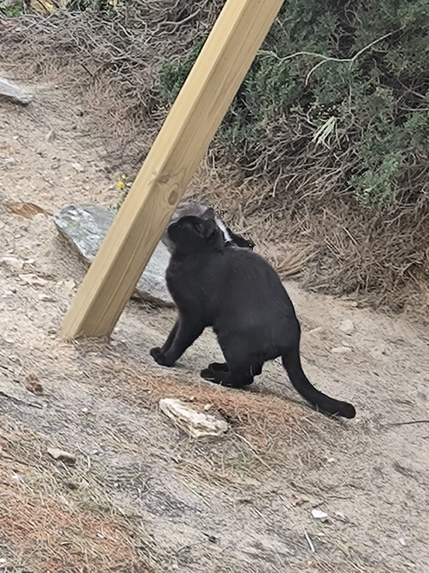 A medium shot captures a black cat standing in a sandy area next to a wooden post. The cat is positioned in the center of the frame, facing slightly to the left, with its tail curved up. A lighter-colored rock sits behind the cat. To the right of the post, some green vegetation is visible. The surrounding environment appears to be a dry, sandy slope with sparse grass and small rocks.