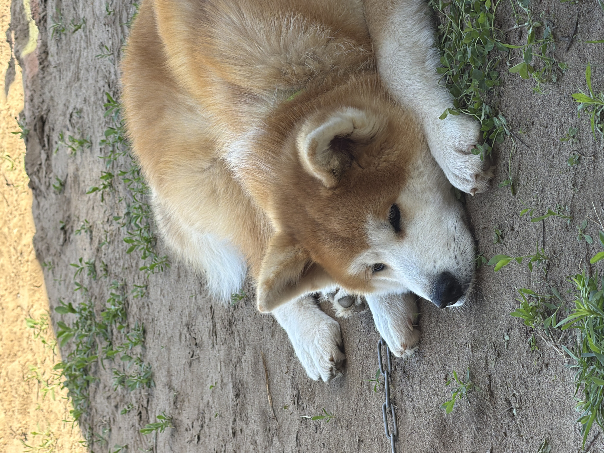 An Akita dog is lying on the sandy ground with patches of green grass in Chaikovsky, Russia. The dog is in a relaxed pose, with its head resting on its paws. Its fur is a mix of golden brown and white. A metal chain is visible on the ground near the dog's paws. The background consists of more sandy ground and sparse vegetation, suggesting an outdoor, possibly unkempt, area. The lighting indicates it is daytime, likely with sunlight casting shadows. There are no people visible in the image.