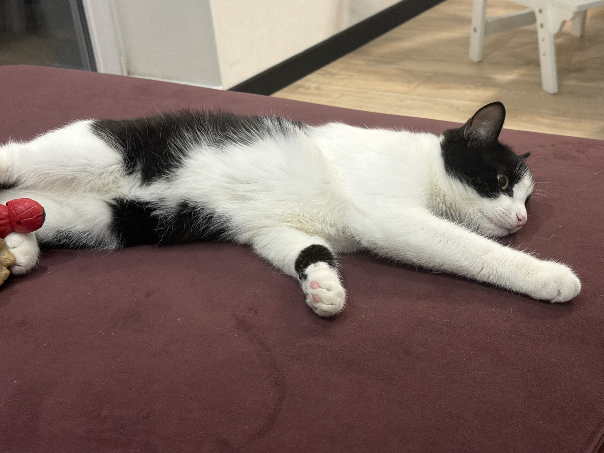 A black and white cat is lying on a maroon-colored couch. The cat is lying on its side with its legs stretched out. It is looking towards the right side of the frame. To the left of the cat is a red and tan toy. The background includes a window, a black stripe, and a white chair. The location is Chaikovsky, Russia.
