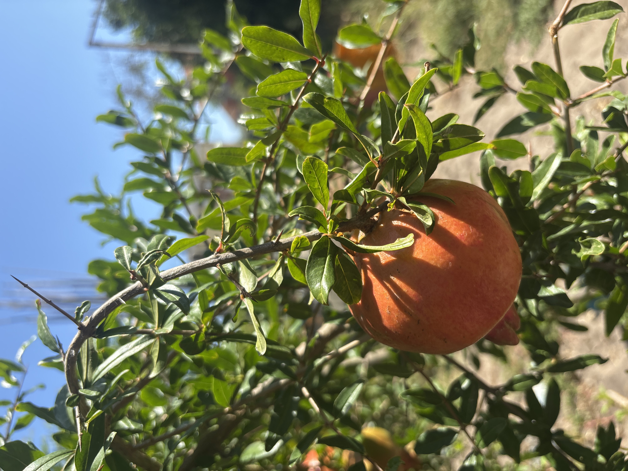 A ripe pomegranate, tinged with orange and red, hangs from a thorny branch amidst lush green leaves. The fruit is partially shaded, with dappled sunlight highlighting its textured skin. In the background, out of focus, a clear blue sky can be seen, along with hints of vegetation and structures suggesting an outdoor, possibly urban or suburban, setting. The image appears to be taken in Campomarino, Italy, given the context.