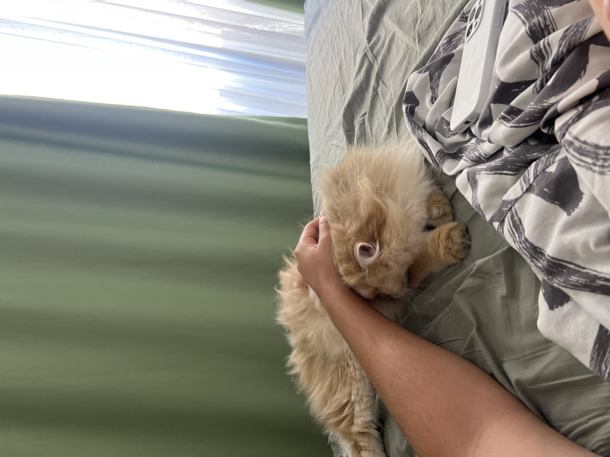 A person's arm is resting on the head of a long-haired, ginger cat lying on a bed. The cat is facing the person, with its eyes closed. The bed is covered with a green sheet, and a patterned duvet is folded at the foot of the bed. A white smartphone is placed on the duvet. In the background, green curtains hang behind a window covered by white sheer curtains. The lighting suggests it is daytime. The scene appears to be an indoor setting, likely a bedroom. The specific location of Aksu, Turkey cannot be determined from the visual information in the image.