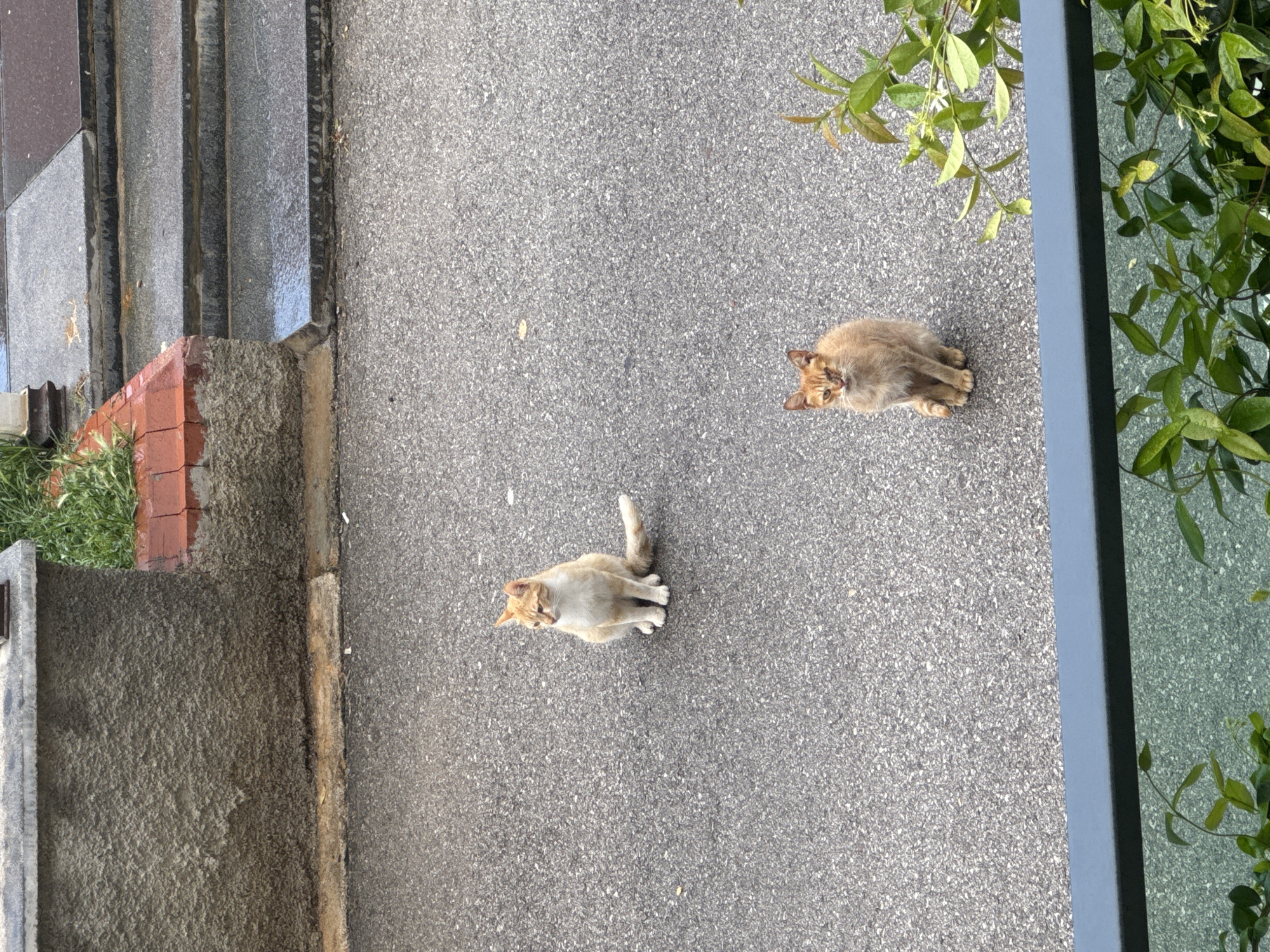The scene captures two cats resting on an asphalt surface, adjacent to a building exterior. One cat is positioned closer to the bottom of the frame with a coat of primarily white and light-orange, while the other cat, featuring a dark-orange coat, is positioned further away towards the top of the frame.
To the left, part of a building facade with steps, a small section of a brick ledge, and some shrubbery can be seen. To the right, greenery is observed near a vertical architectural element, likely a part of the building's window or door frame. The background is blurred.