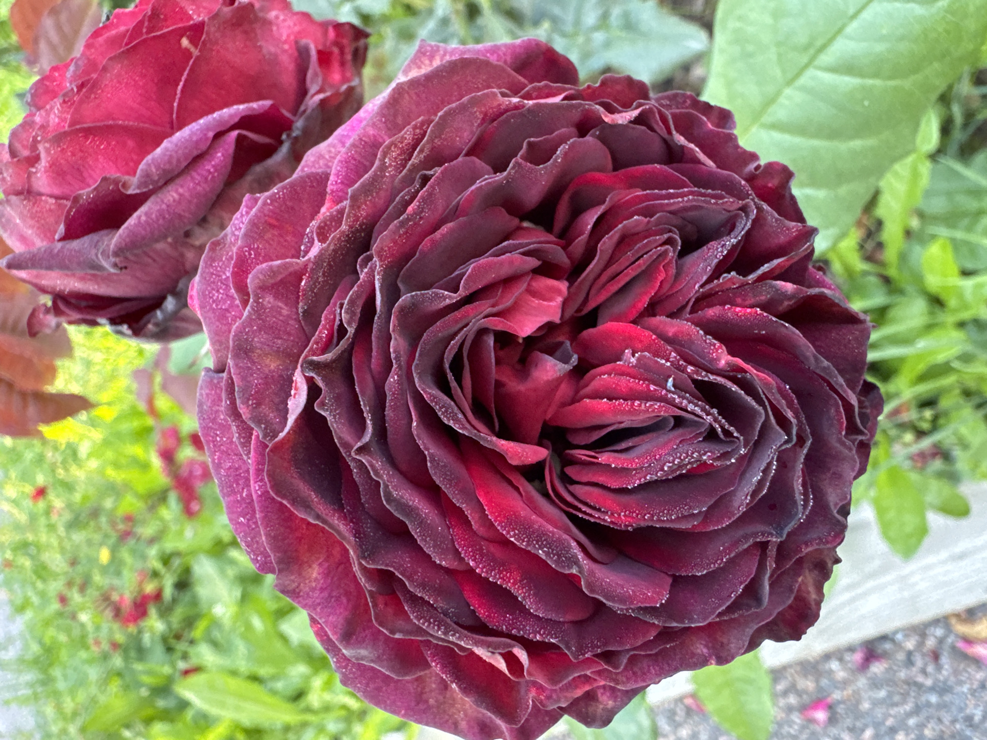 A close-up, eye-level shot captures two deep red roses with dew drops on their petals. The rose in the foreground is fully bloomed, its numerous petals tightly packed and ruffled, creating a textured, almost velvety surface. The rose in the background is partially open, with more distinct petal shapes visible. The background is softly blurred, showing green foliage, hints of red flowers, and a textured gray surface, possibly a path or sidewalk. The scene is likely outdoors, in a garden setting, with the natural light suggesting it is daytime. The location is identified as Steklyannyi, Russia. There are no people or animals present.