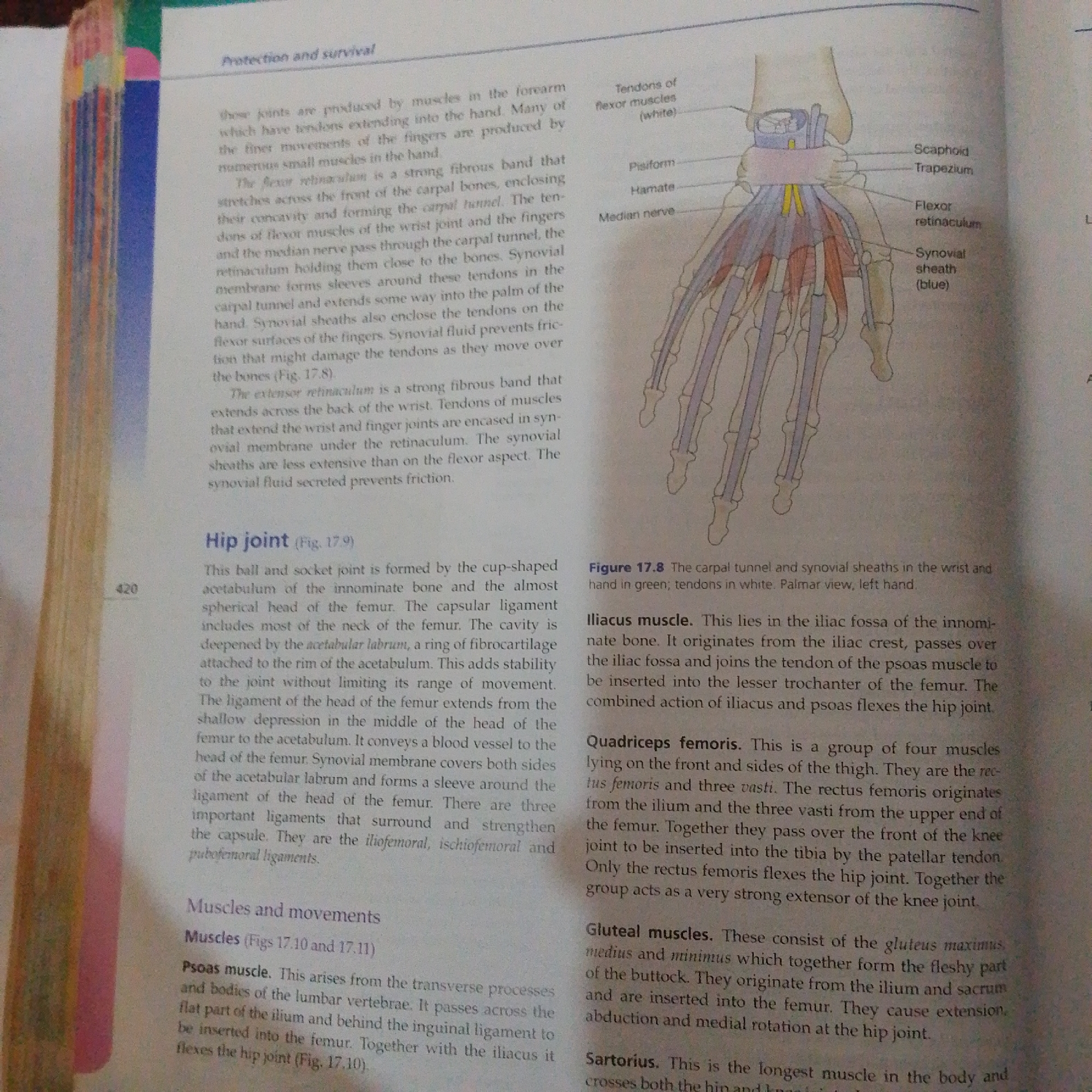 The image is a page from a textbook, featuring anatomical illustrations and text related to joints and muscles. On the right side, there is an illustration of the human wrist and hand, detailing tendons, ligaments, and nerves. The text accompanying this illustration describes the carpal tunnel and synovial sheaths. The left side of the page contains text discussing the hip joint, including its structure and the muscles involved in its movement, such as the iliacus, quadriceps femoris, and gluteal muscles. The page also includes a section on "Muscles and movements," with specific descriptions of the psoas muscle. The image is focused on biological and anatomical information and does not depict any scenes or elements related to the city of Jalingo, Nigeria.