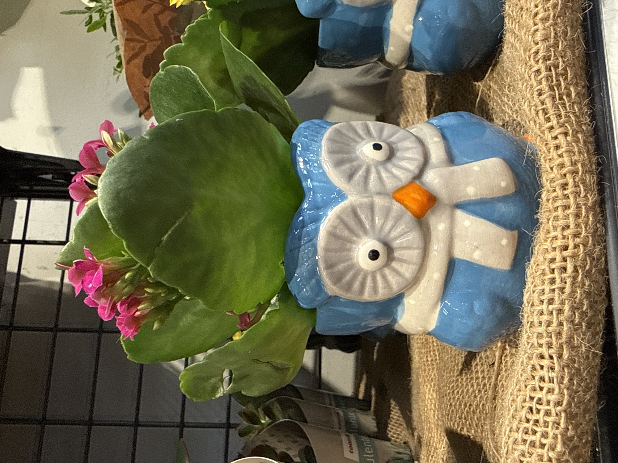 The image shows a close-up of a bright blue ceramic owl planter with a white scarf, housing a small succulent with vibrant pink flowers. The owl planter is decorated with large, grey eyes with black pupils and an orange beak. It sits on a textured burlap surface. In the background, another similar owl planter is partially visible, as well as a black wire grid and some smaller potted plants. The setting appears to be a retail environment, likely a garden center or nursery, possibly in Herzberg, Germany, although the location is not explicitly confirmed by visual evidence within the frame. The lighting is soft and diffused, highlighting the textures of the burlap and the ceramic.