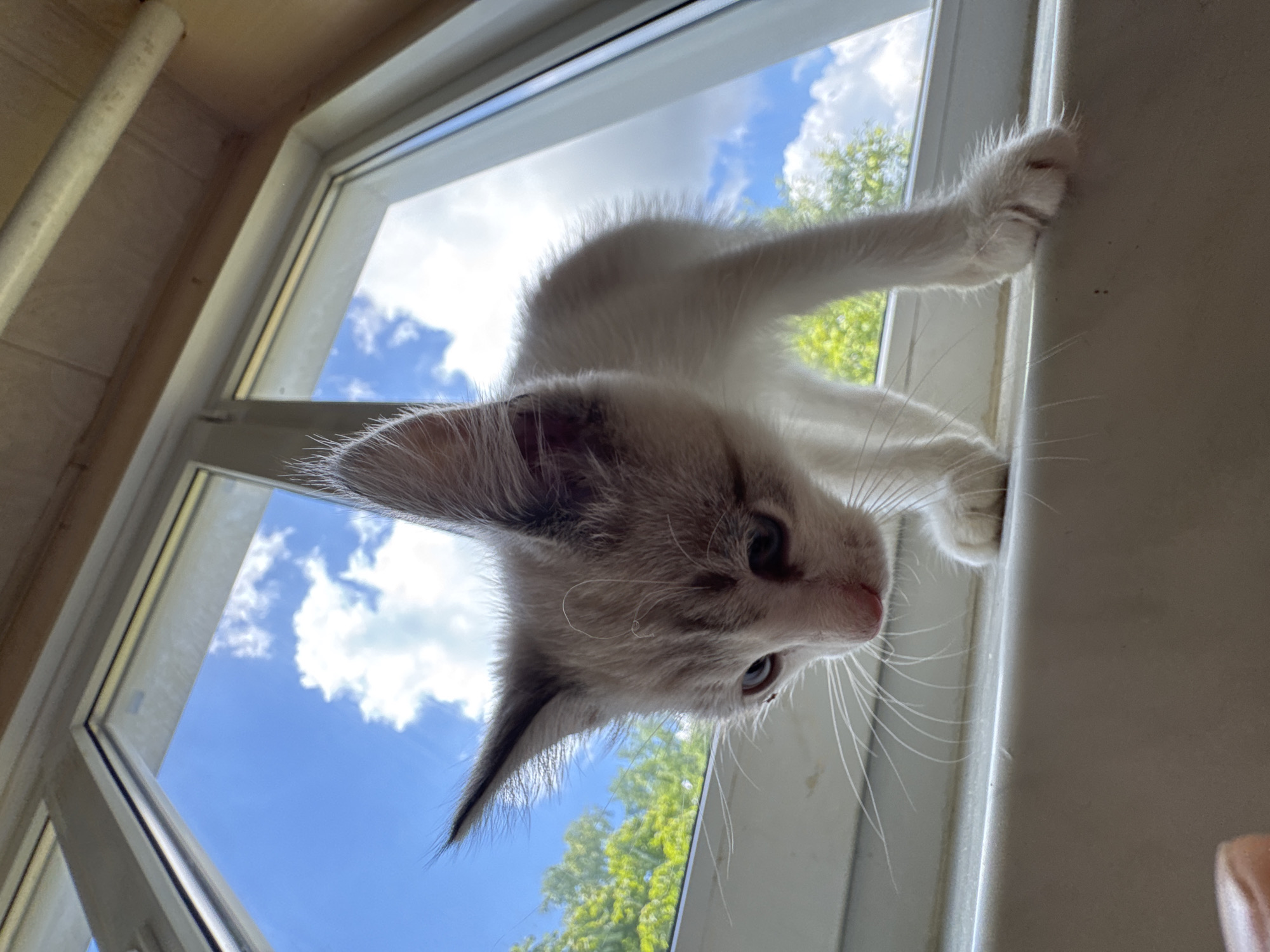 A low-angle, full shot captures a young, white kitten with tabby markings on its head and back, perched on a white windowsill against a bright blue sky with scattered clouds and green trees visible through the window. The kitten is facing downwards and to the left, with its paws positioned on the windowsill. Its fur is fluffy, particularly around its ears and tail. The window frame is white, and the overall scene suggests an indoor setting with an outdoor view. The lighting is bright, indicating it is daytime.