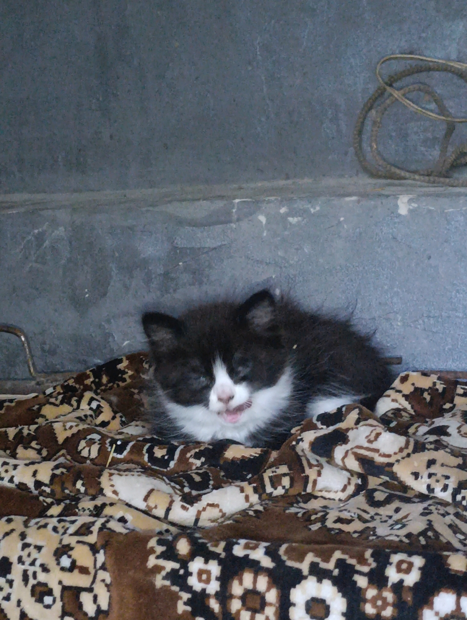 A bicolored black and white kitten is depicted resting on a multi-toned brown, beige, and black patterned fabric, possibly a blanket or rug, which appears rumpled. The kitten's eyes are partially closed, and its mouth is open, revealing a pink tongue, suggesting a yawn or vocalization. Its fur is somewhat disheveled. In the background, a textured, mottled grey concrete or stone surface is visible, likely a wall or step. To the upper right, a coiled rope or cable rests on this surface. To the upper left, a curved metallic object or handle is partially visible. The scene is located within the city of Krasnohorivka, Ukraine.