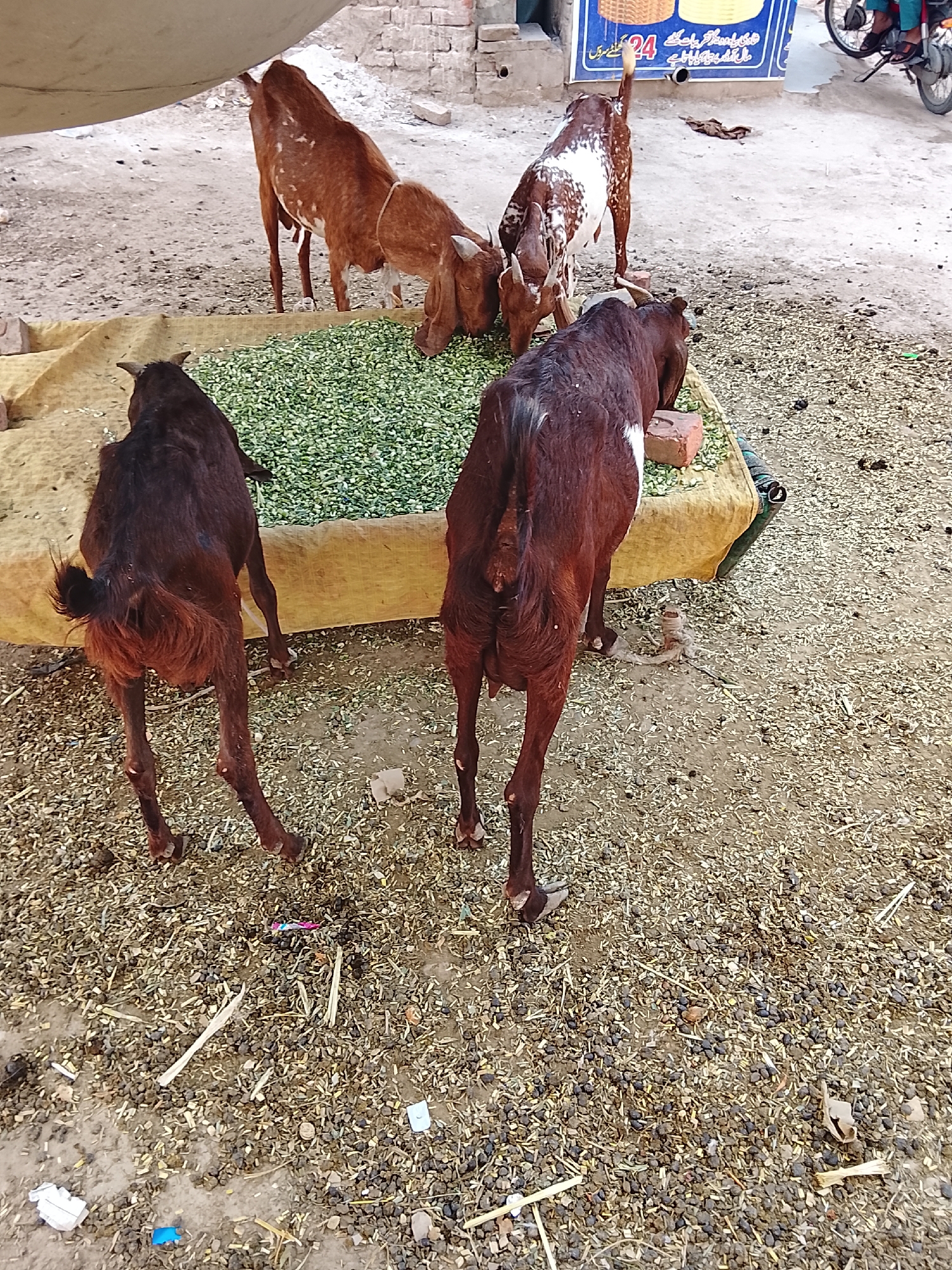 The image depicts four goats feeding from a trough filled with green leafy material. The goats are various colors, including brown and white with brown spots. Two of the goats have their backs to the viewer. The trough is covered in a yellow tarp. The ground is scattered with debris. A building and a motorcycle are visible in the background. A sign with illegible writing and the number 24 is mounted on the building. The location appears to be a street in a city.
