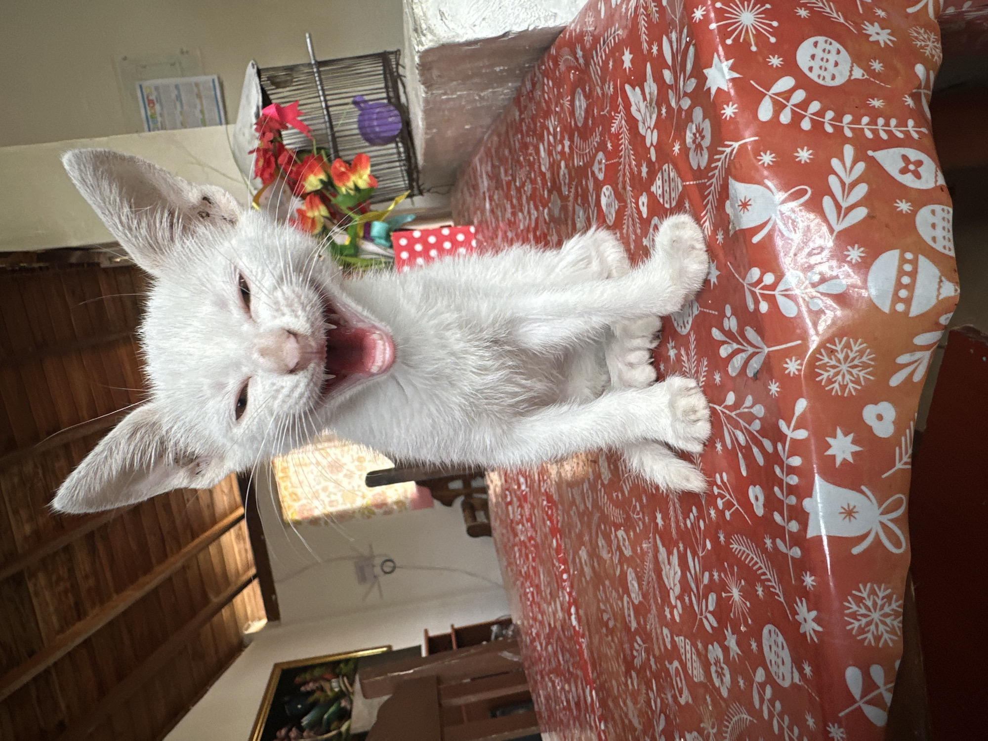 A white kitten is lying on its back on a red and white patterned tablecloth, yawning. The location is Parroquia Ocumare, Venezuela. The background includes a table, a flower arrangement, a birdcage, and a room with wooden walls.