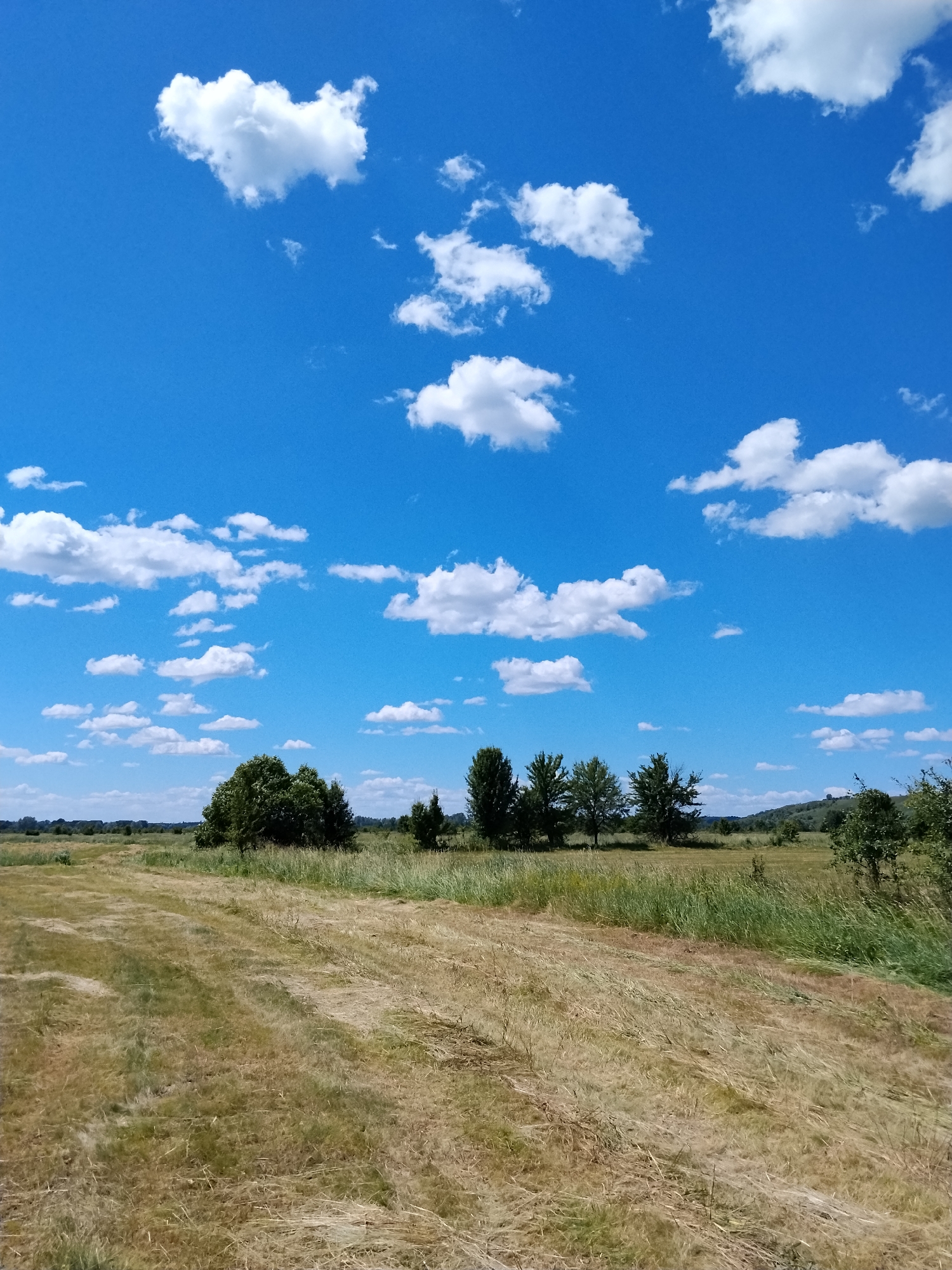 The image depicts a landscape scene in the city of Ustyvytsia, Ukraine, characterized by a vast expanse of dry, mown grass in the foreground. A faint track, likely from a mower, cuts through the field, creating parallel lines of lighter and darker straw. In the middle ground, a line of trees stands, with a denser cluster of foliage on the left, transitioning to sparser trees towards the right. Beyond the trees, a gentle, rolling hill can be seen, dotted with more trees and foliage, receding into the distance. The sky is a vibrant blue, sparsely populated with scattered white cumulus clouds of various sizes. The overall impression is one of a rural, open field on a clear day.