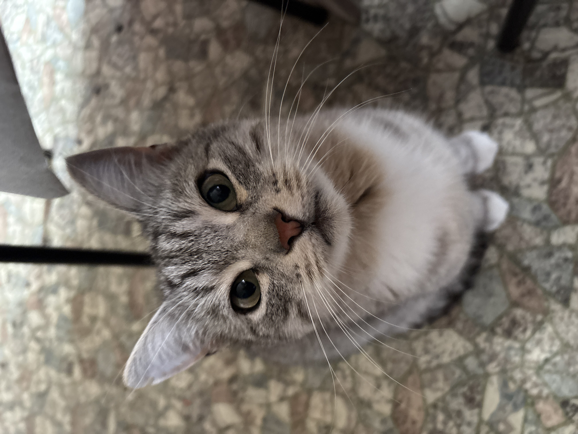 A tabby cat with gray and white fur sits on a speckled tiled floor, looking directly at the camera. The cat has green eyes, a pink nose, and prominent white whiskers. In the background, out of focus, are the legs of chairs and a dark vertical object, possibly a table leg. The environment suggests an indoor or covered outdoor space with a patterned floor. The image does not contain any information that would allow for its location to be specified in the city of Ветлужский, Russia.