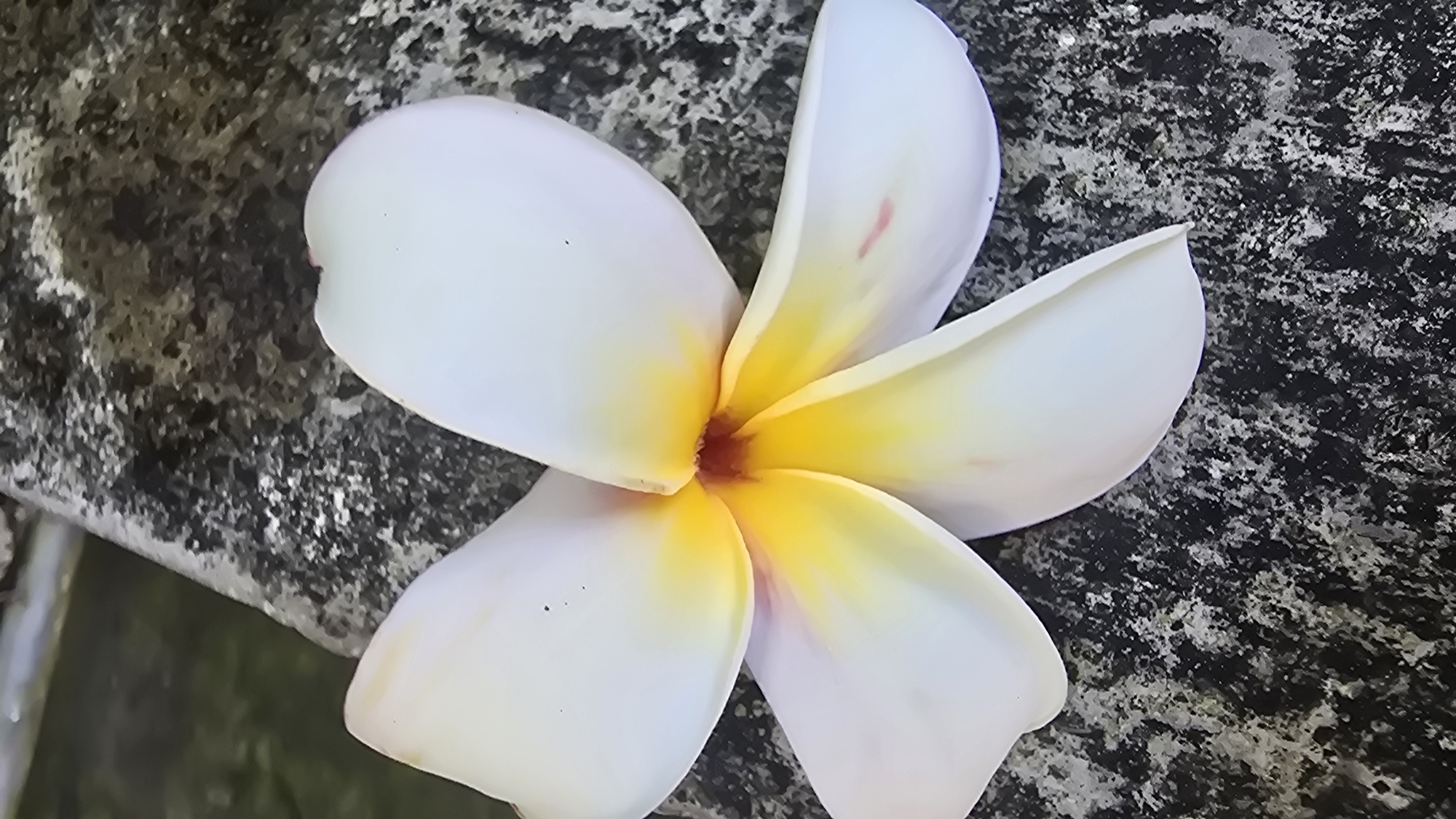 A white and yellow plumeria flower lies on a rough, gray stone surface. The flower's petals are slightly curved and display a gradient from white to yellow near the center. There are some darker spots, possible dirt, on the petals. The stone appears weathered. No people, interactions, or specific environmental details linking the image directly to Banjarangkan, Indonesia are visible.