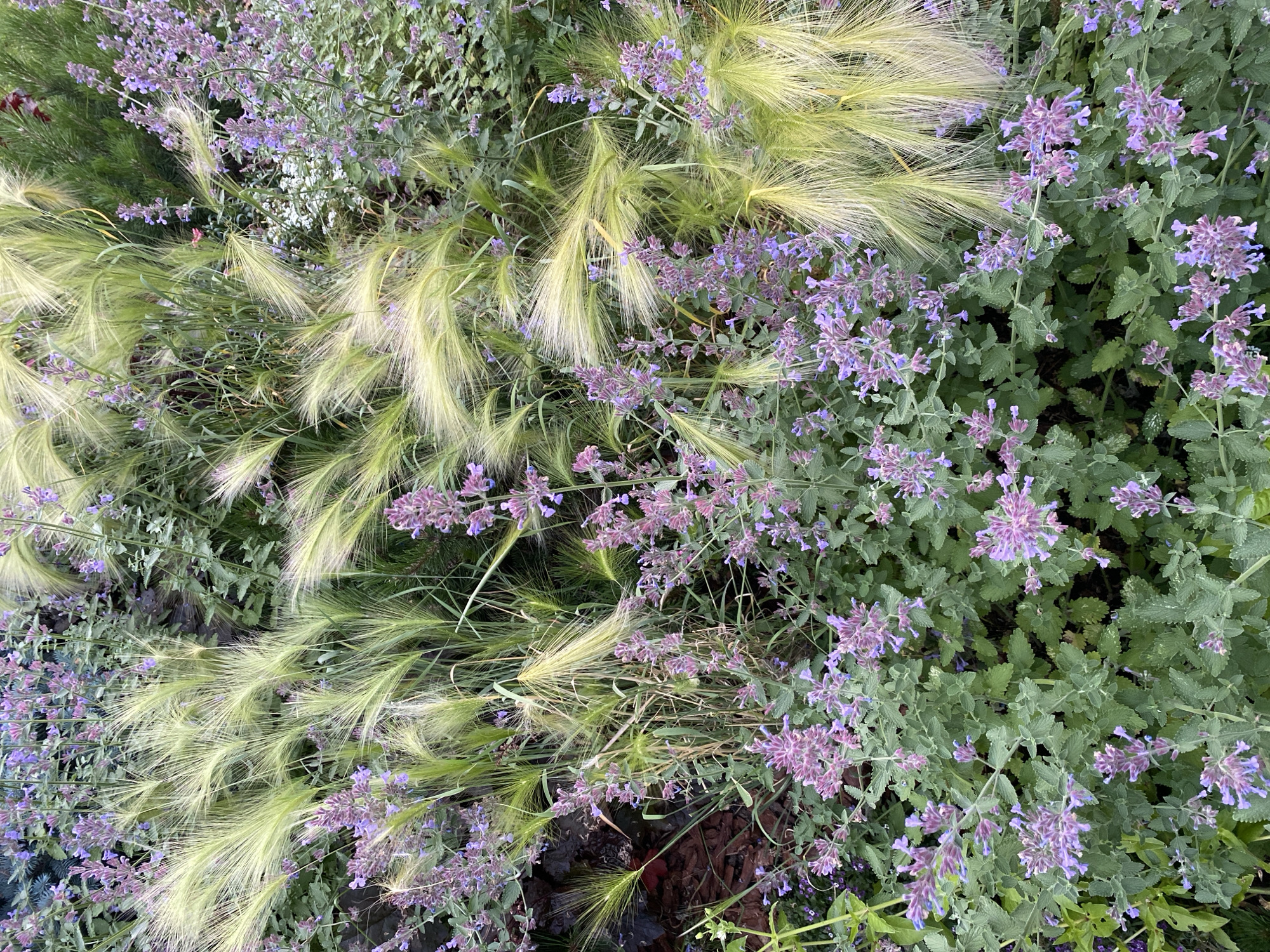 The image is a close-up, overhead view of a garden bed featuring a mix of plants. The primary subjects are clusters of small, light purple flowers with some darker purple speckles, likely catmint or a similar herb, interspersed with tall, feathery, pale green to golden grasses. The grasses have long, wispy seed heads that fan out, creating a soft, flowing texture. The leaves of the flowering plants are a muted green, some with a slightly silvery or dusty appearance. The background consists of more foliage and some dark soil or mulch.
The scene is that of a naturalistic garden setting, likely in an outdoor environment. There are no people or specific objects visible, and no activity is taking place beyond the natural growth of the plants. The lighting suggests it could be daytime, possibly with overcast conditions or dappled sunlight, as there are no harsh shadows. The colors are predominantly muted greens, purples, and pale yellows, creating a serene and somewhat wild aesthetic. The location context of Khimki, Russia, suggests a temperate climate where such plants would thrive. There is no visible text in the image.