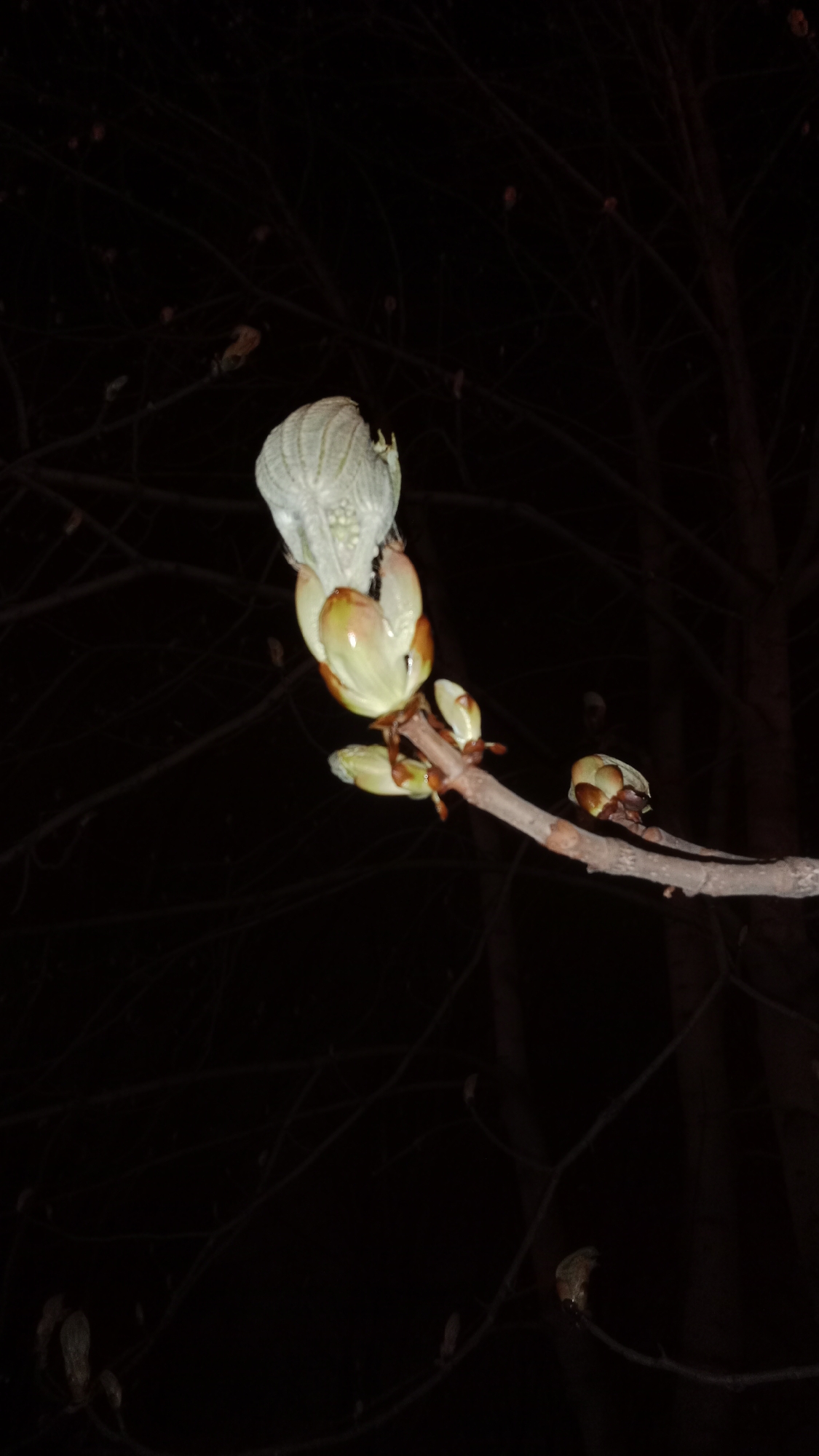The image displays a close-up of a tree branch with several developing buds against a deeply dark background. The central and most prominent feature is a large bud, partially open, revealing pale green, textured, and slightly wrinkled nascent leaves beginning to unfurl. This main bud is light greenish-white towards its tip, with light brown and green tones at its base where it attaches to the branch.
Further along the slender, light brown branch, several smaller, more tightly closed buds are visible, appearing predominantly in shades of light brown and green. The branch extends diagonally across the frame from the lower right.
The background is exceptionally dark, appearing almost black, with faint, blurred outlines of other bare tree branches, suggesting a nighttime setting. The buds are brightly illuminated, likely by an artificial light source, creating a strong contrast with the obscured background. The unfurling buds signify the early spring season and the commencement of new growth. There is no visible text in the image. The location context provided is Moscow, Russia.