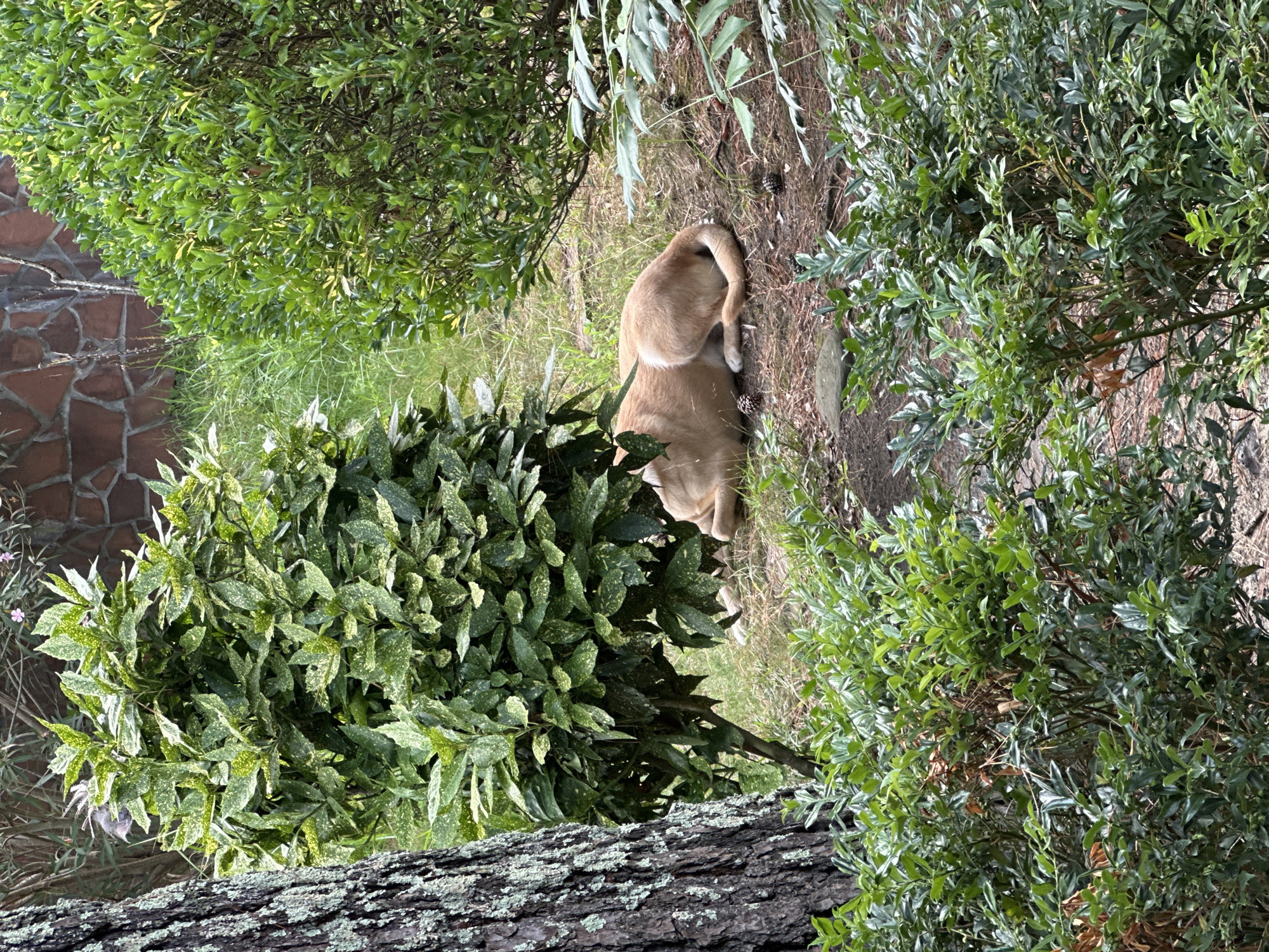 A light-colored dog is resting on the ground, partially obscured by dense green foliage and a large tree trunk on the left. The dog is curled up with its head tucked, and its tail is curled around its body. The ground is covered in dry leaves and pinecones. In the background, there is a stone wall and more greenery. The scene appears to be outdoors in a park or garden setting within Sochi, Russia.
