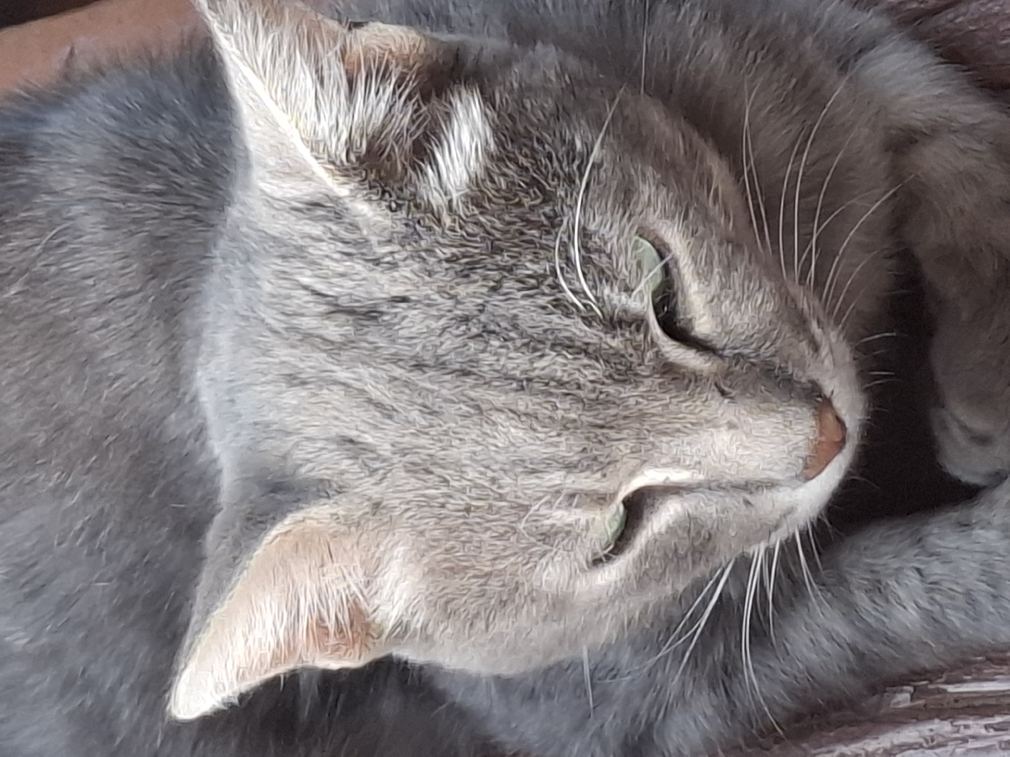 The image is a close-up, eye-level shot of a grey tabby cat resting on a surface that appears to be made of wood or fabric with a striped pattern. The cat's head is tilted downwards, and its eyes are partially closed, suggesting it is relaxed or sleeping. The cat has green eyes and visible white whiskers. The fur is short and appears to be a mix of grey and lighter grey tones with subtle tabby markings. The background is dark and out of focus, obscuring any details about the environment. There is no indication of the city of Almaty, Kazakhstan, or any other specific location within the image.