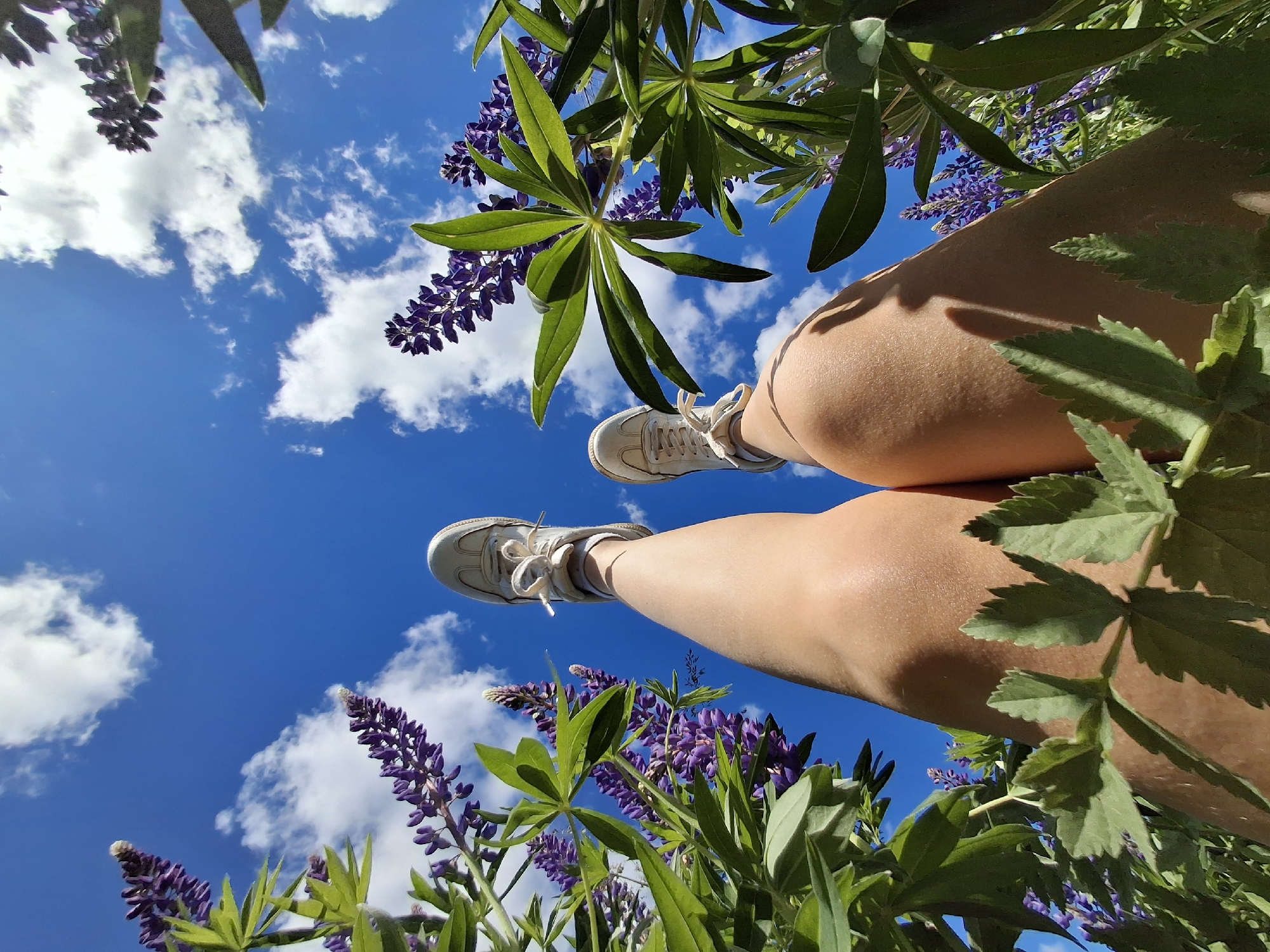 An extreme low-angle, wide shot captures a person's legs and feet emerging from a field of purple lupine flowers against a bright blue sky with scattered white clouds. The person is wearing white sneakers and their legs are the central focus, positioned in the lower center of the frame. The lupine flowers and green leaves of the plants frame the legs, creating a lush, natural setting. The sun appears to be high in the sky, casting soft shadows on the person's legs. The image was captured in the village of Malyi Bukor, Russia.