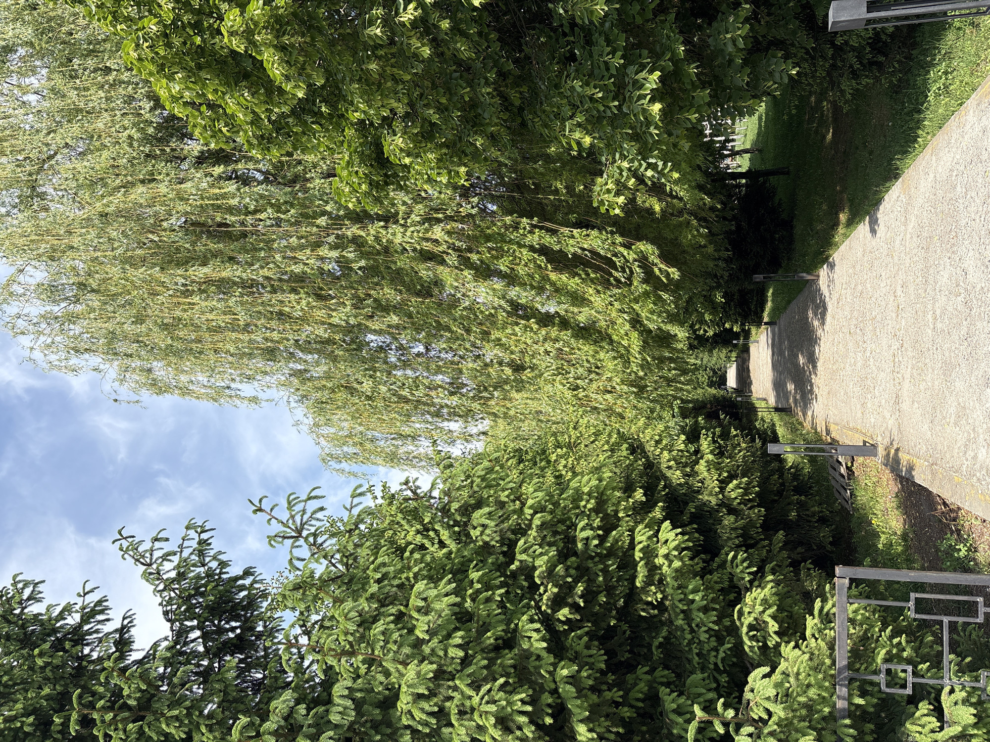 The image shows a paved pathway leading into a green area, possibly a park or cemetery, in Hatne, Ukraine. The path is flanked by trees and shrubs, which are lush and green. There's a blue sky with some clouds visible through the tree canopy. A metal railing is visible in the foreground on the right side of the path. The scene is brightly lit, suggesting a sunny day.