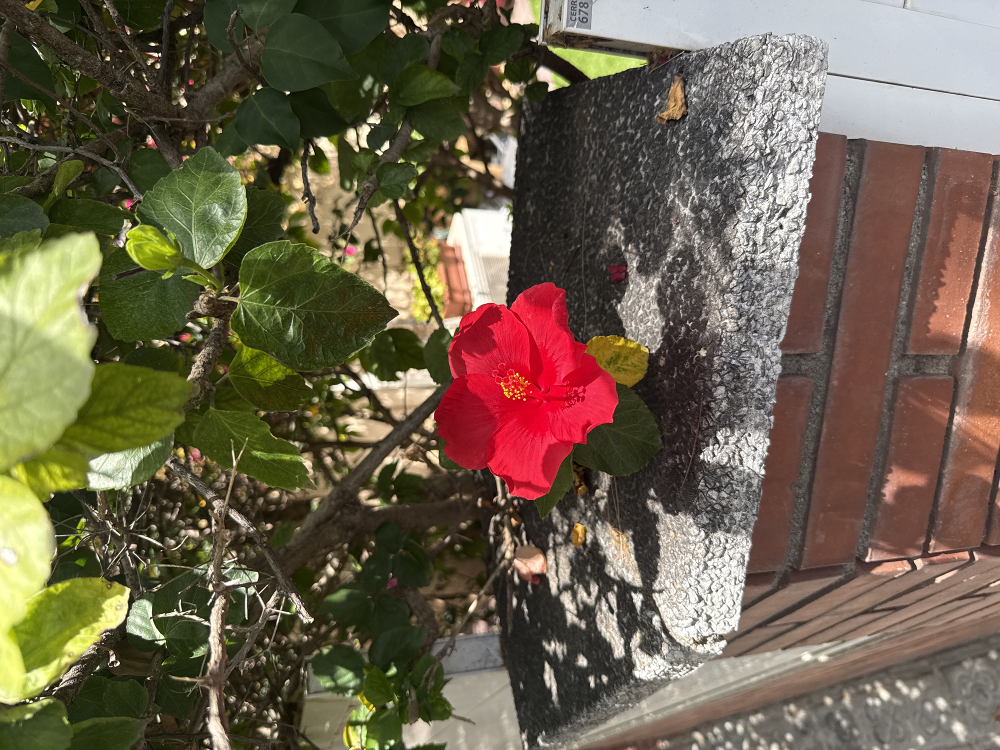 An extreme close-up shot focuses on a vibrant red hibiscus flower with yellow stamens, its petals slightly ruffled. The flower rests on a rough, textured gray stone surface that caps a brick pillar. The pillar's red bricks are visible below the stone cap, laid in a stretcher bond pattern. Behind the flower, a dense green shrub with broad leaves and thorny branches is partially visible, casting dappled shadows on the stone. The background is out of focus, showing hints of more greenery and a distant building with a planter. The overall scene suggests an outdoor setting, likely a garden or a decorative element of a property. The image was taken on the street "Carrer de la Vila de Gràcia" in Barcelona, Spain.