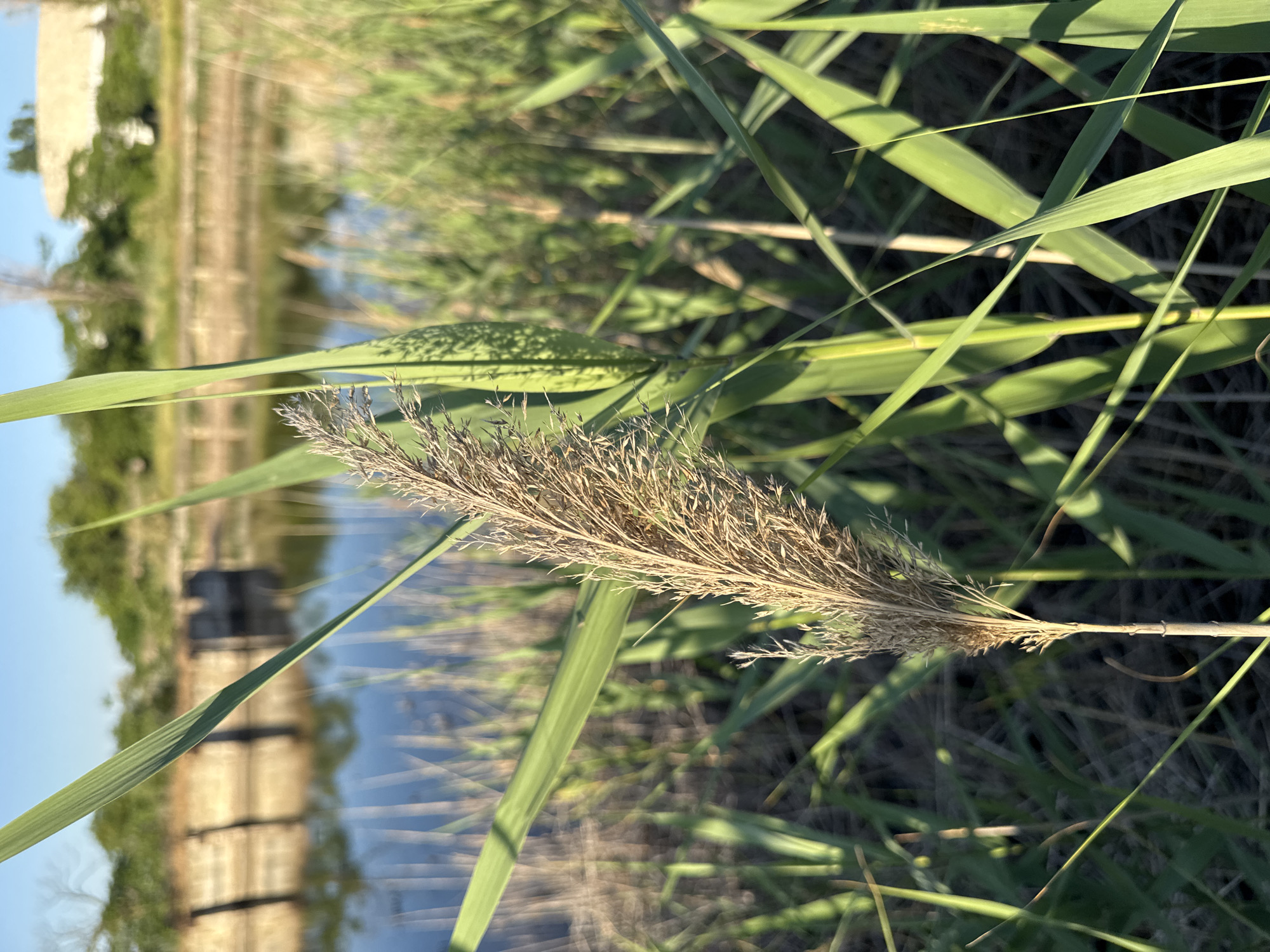 The image captures a close-up view of a dried reed head in the foreground, its delicate, feathery structure catching the sunlight. This reed is surrounded by tall, green grasses, which create a natural, outdoor setting. In the blurred background, a body of water is visible, reflecting the sky and surrounding trees. A structure, possibly a pier or a small building, juts out into the water, its reflection also discernible on the surface. The overall scene suggests a tranquil waterside environment, possibly a lake or a quiet bay.
The lighting indicates it is daytime, with the sun casting shadows and highlighting the textures of the reed and grasses. The clear sky and bright light suggest fair weather. The location context of Odesa, Ukraine, implies a coastal or lakeside environment. There is no text visible in the image. The focus on the natural elements and the serene atmosphere evoke a sense of peace and calm.
