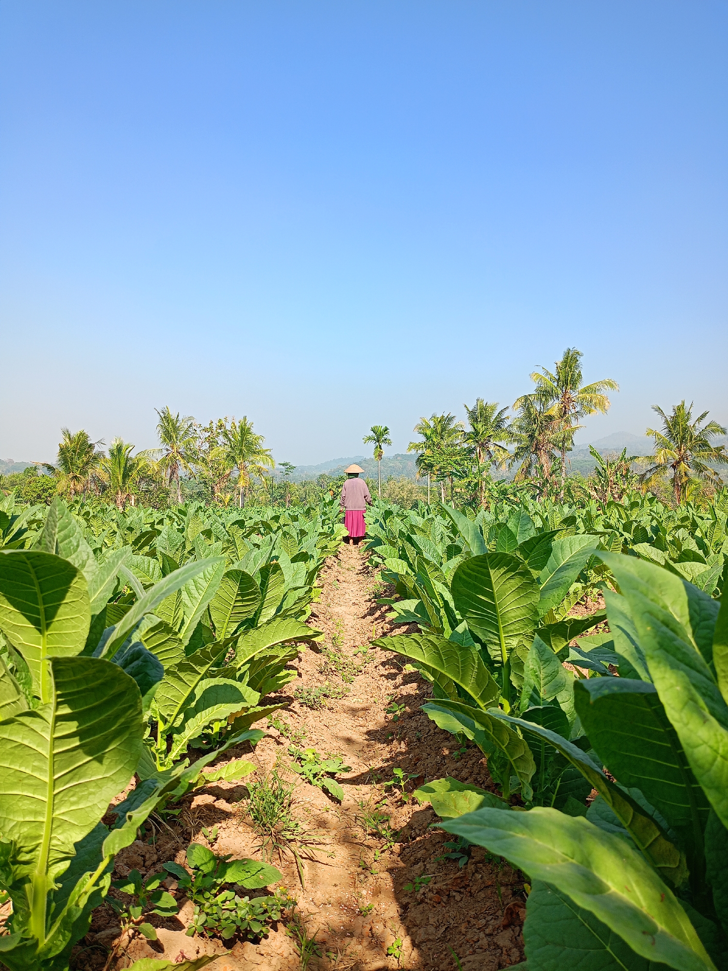A person wearing a conical hat and a pink skirt is walking away from the camera down a dirt path through a field of tobacco plants. The field stretches out on either side of the path, with lush green leaves of the tobacco plants dominating the foreground. In the background, palm trees and other vegetation are visible, with hills in the distance under a clear blue sky. The scene appears to be a rural agricultural landscape in Panduman, Indonesia, likely a tobacco farm.