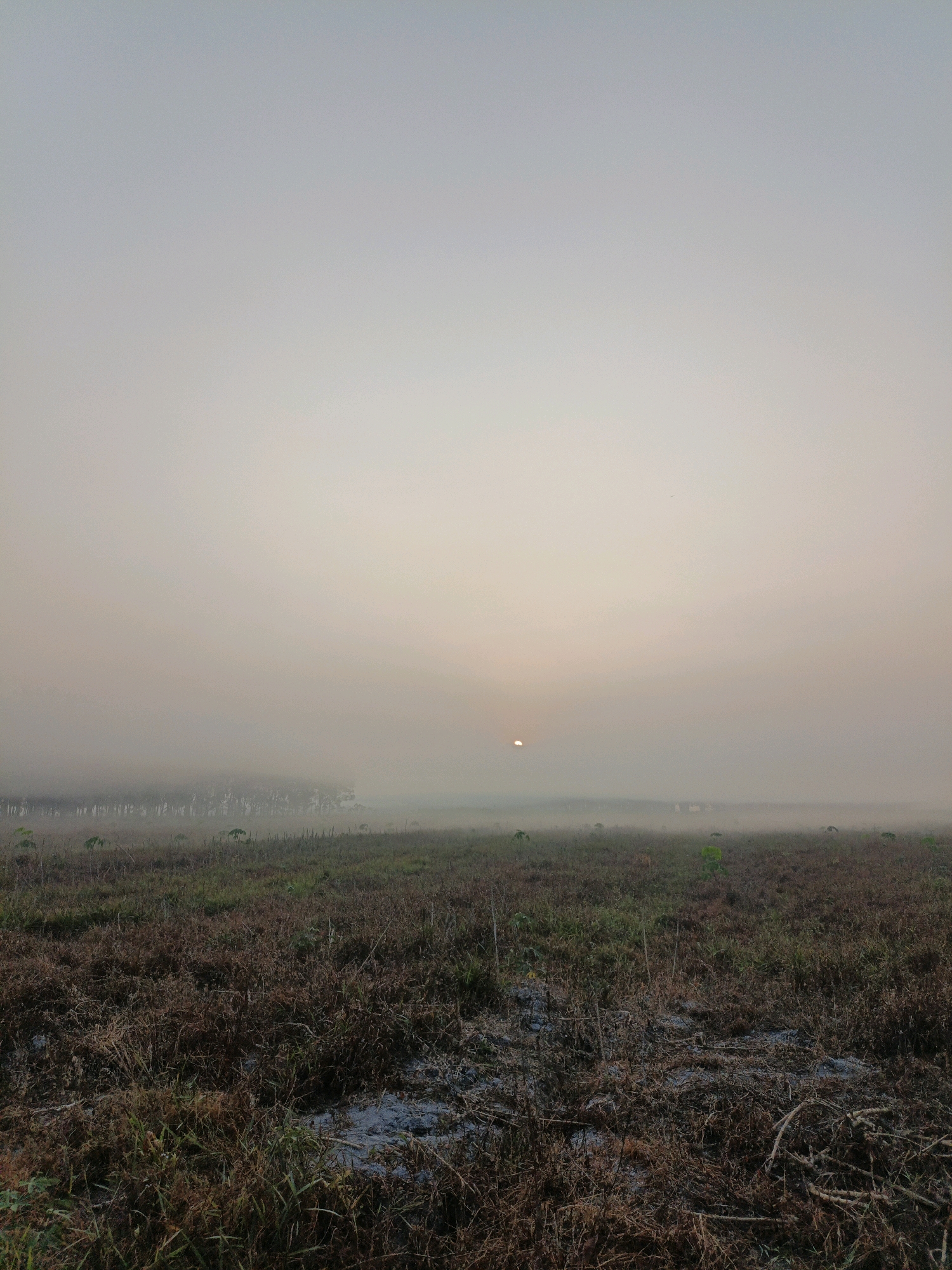 A wide, outdoor shot captures a foggy field in Talang Gunung, Indonesia, at sunrise. The sun, a small, bright orb, peeks through the thick fog on the horizon, casting a soft, diffused light across the scene. The foreground is dominated by dry, brown grass and vegetation, interspersed with patches of darker, damp earth or water. Several small, green saplings are scattered throughout the field, indicating a recently planted or developing agricultural area. In the mid-ground, a line of trees is barely visible through the dense fog, and a few distant structures can be vaguely discerned. The sky above is a gradient of pale gray and soft orange, typical of early morning light filtered by atmospheric moisture. There are no people or animals visible in the frame.