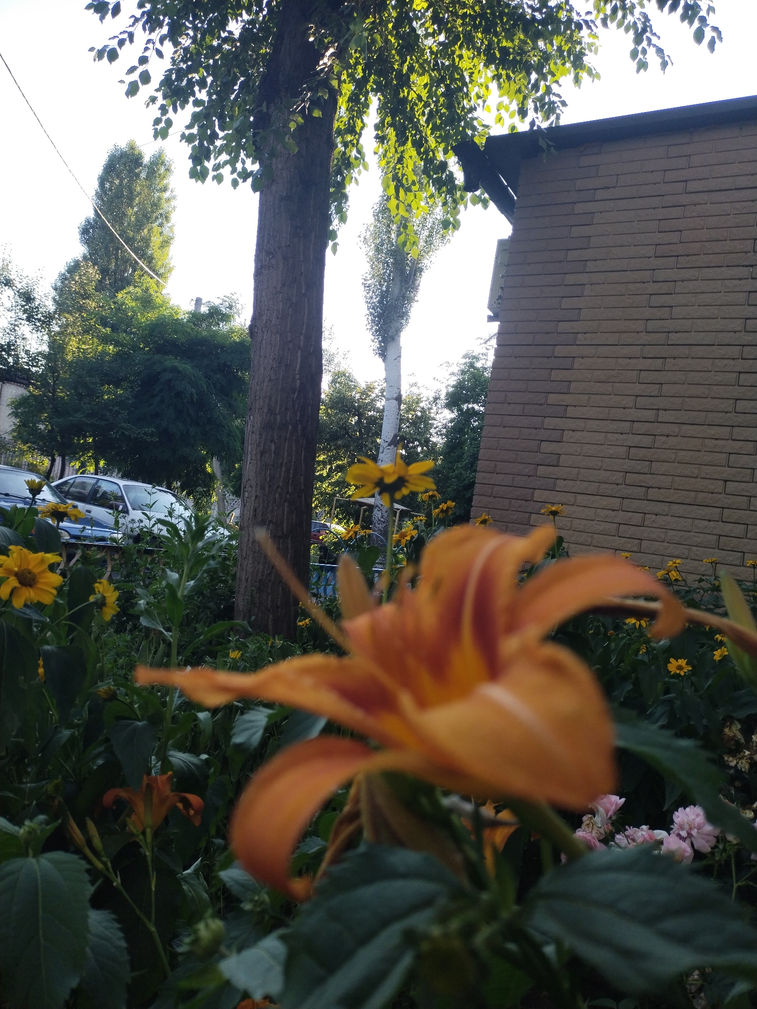 The image depicts an outdoor scene in the city of Horishni Plavni, Ukraine, characterized by a foreground dominated by blooming orange lilies and yellow flowers. A large tree trunk with rough bark stands prominently to the right of center, with its leaves providing shade. Behind the tree, a brick building with a dark roof is visible. In the background, several cars are parked. The environment appears to be a residential area with lush greenery and a clear sky overhead. The focus is on the floral elements, with the foreground flowers blurred and out of focus, emphasizing the vibrant colors of the garden.