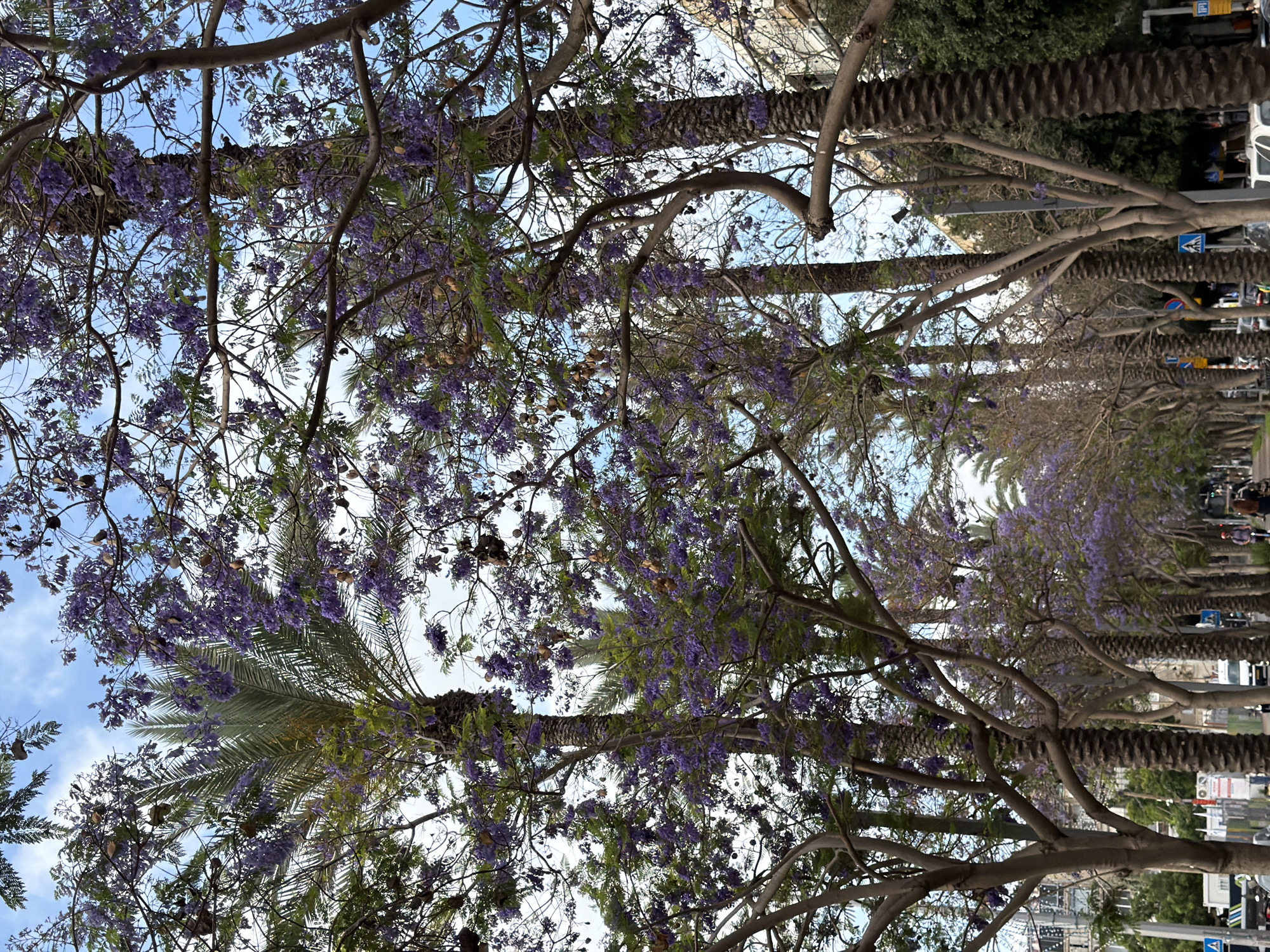 Looking up from street level, the image captures a row of trees with purple flowers intermixed with palm trees under a partly cloudy blue sky in Tel Aviv, Israel. Pedestrian and vehicular traffic move along a street lined with buildings.