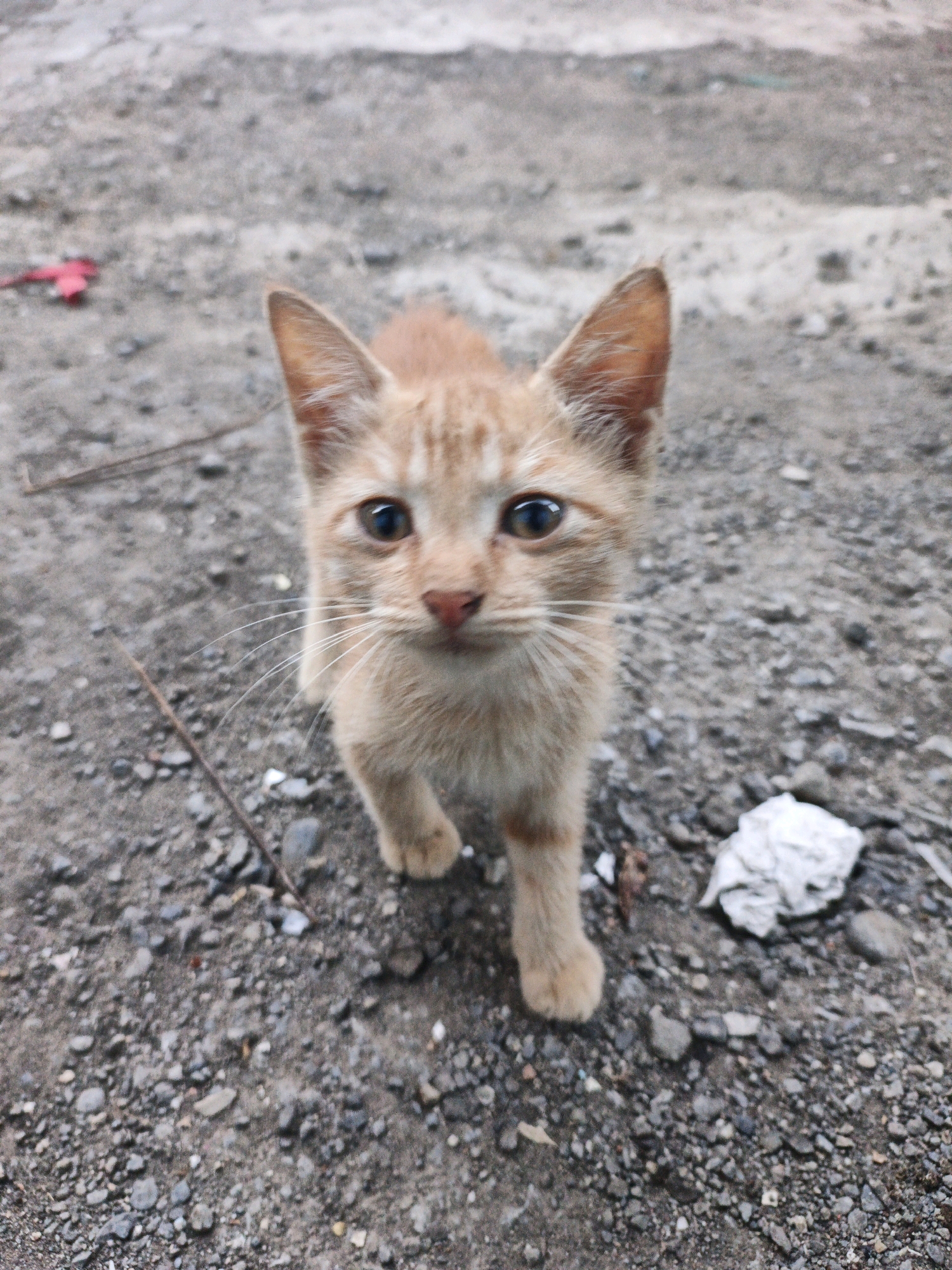 A ginger kitten stands on a gravelly, dirt surface, facing the camera. The kitten has large, dark eyes and prominent whiskers. Its fur is a light orange with subtle tabby markings. In the background, a small red leaf is visible on the ground to the left, and a crumpled piece of white paper is to the right. The environment appears to be an outdoor, unpaved area, possibly a street or alleyway.