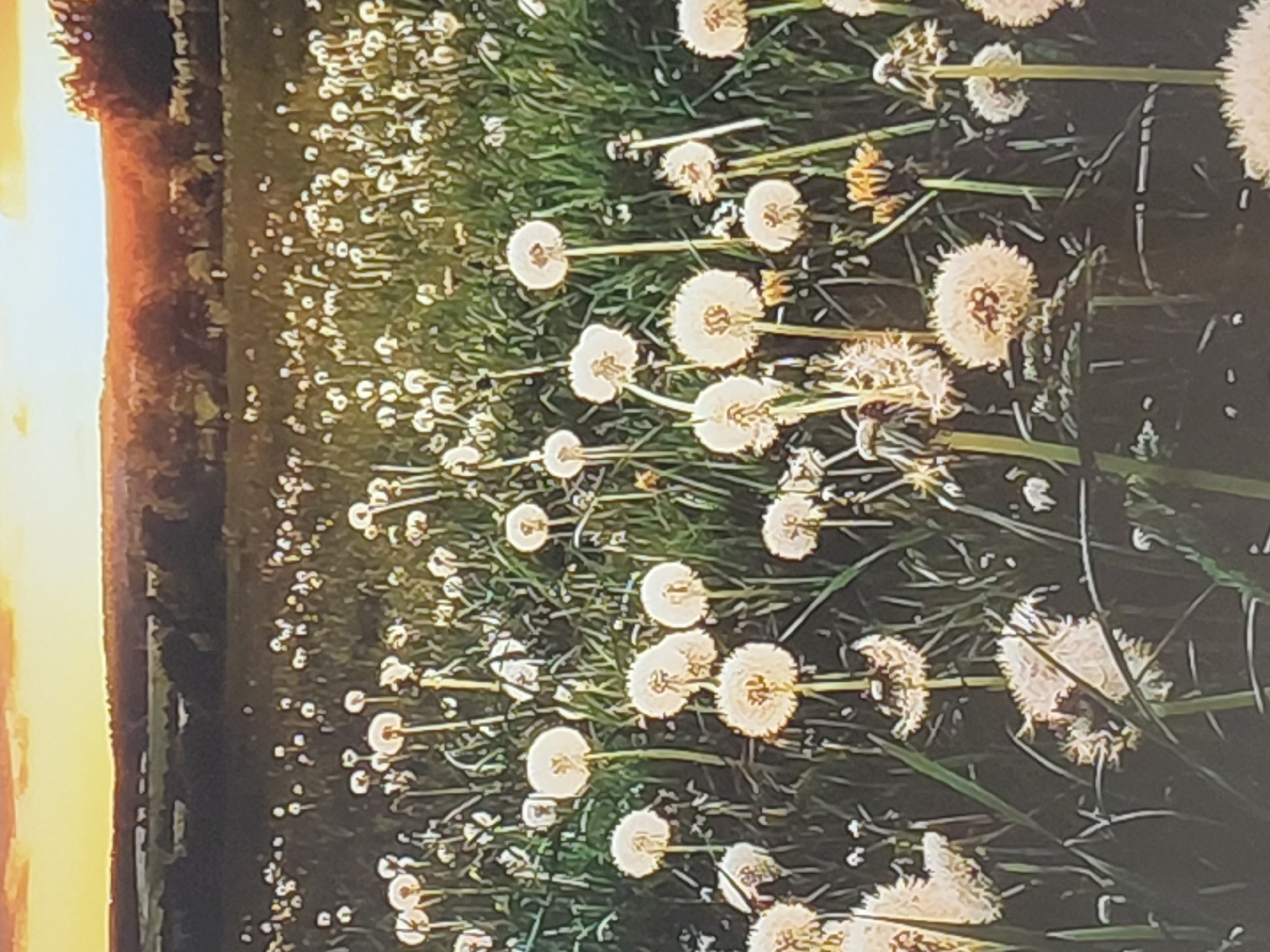 The image shows a field of dandelions under a sunset sky. The dandelions are in various stages of bloom, with some in full seed and others in earlier stages. The sky is a warm orange and yellow, with hints of pink and purple. The field extends to a treeline in the distance, behind which are rolling hills. The overall impression is one of natural beauty and tranquility. The location in the city of Municipal Unit of Aegio, Greece is not explicitly visible in the image, but the landscape suggests a rural or semi-rural setting that could be found in such an area.