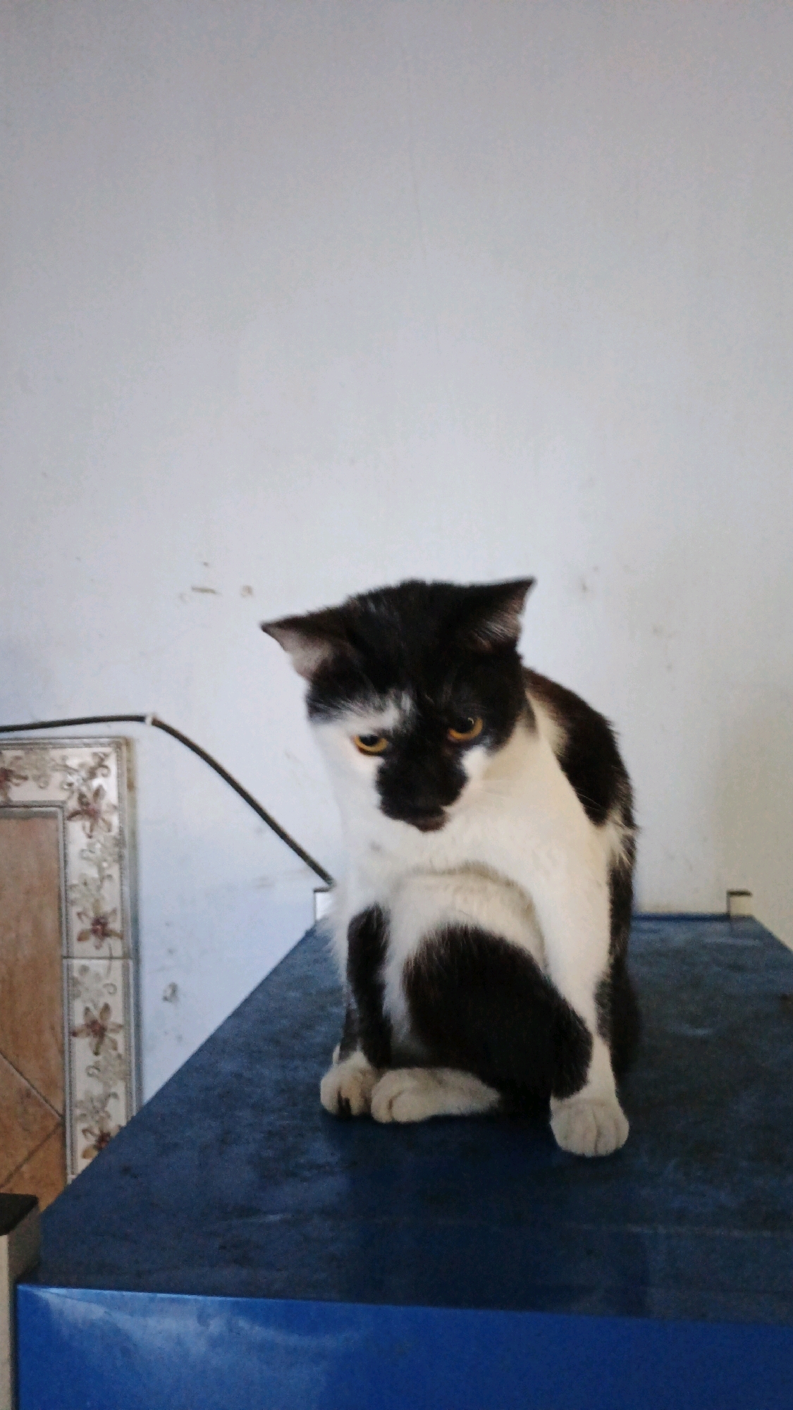 A black and white cat is sitting on a dark blue surface in front of a white wall. The cat is facing forward with its head tilted slightly down, and its eyes are open and yellow. A black cord runs along the wall behind the cat. To the left of the cat is a decorative framed object with a floral pattern. The overall scene appears to be indoors. This photograph was taken in Campurdarat, Indonesia.