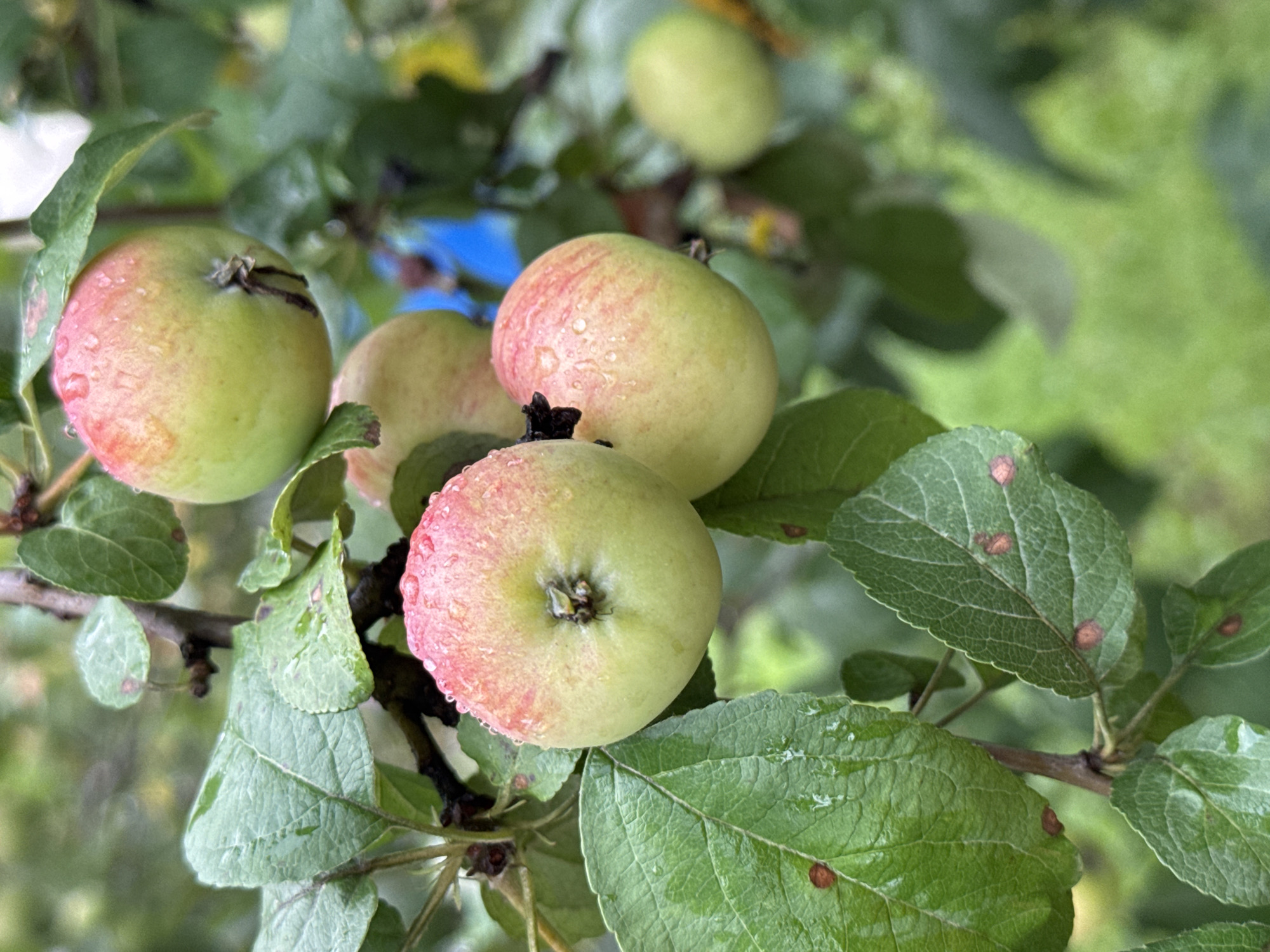 The image displays a close-up view of a branch from an apple tree. Several small apples, predominantly green with streaks of pink, are visible, some bearing water droplets. The apples are surrounded by lush green leaves, some of which show small, circular reddish-brown spots, possibly indicative of a fungal infection. The background consists of out-of-focus green foliage, suggesting an outdoor setting in a natural environment. The lighting indicates it is daytime, possibly overcast or after a rain shower, given the water on the fruit and leaves. There are no people or visible human activity in the frame. The scene appears to be in a rural or garden setting, consistent with the location of Манский, Russia.